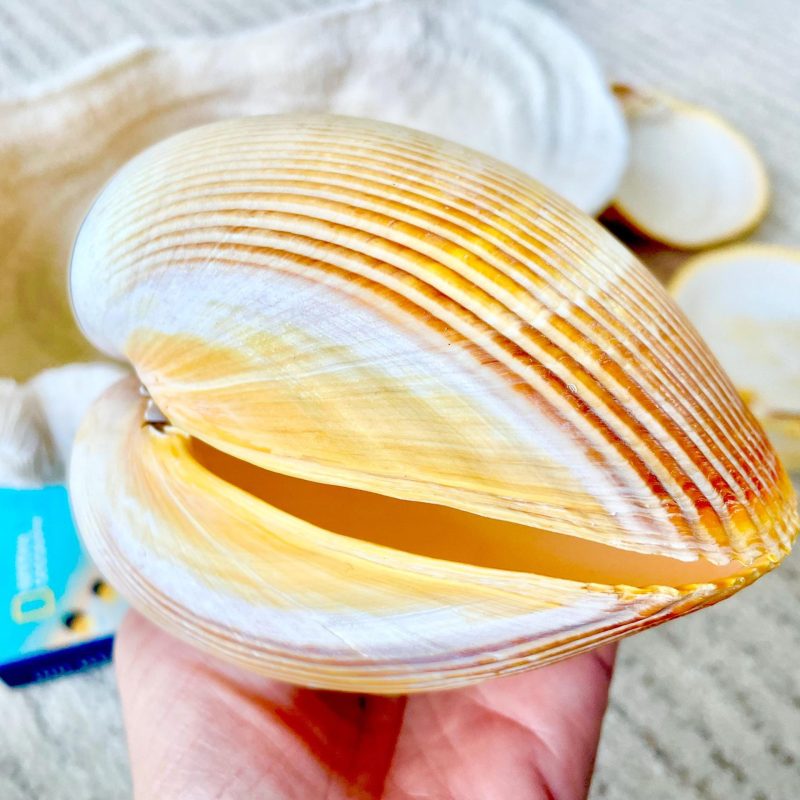 Giant Yellow Cockle Shell Pair: 4-5" Heart-Shaped Craft Seashell