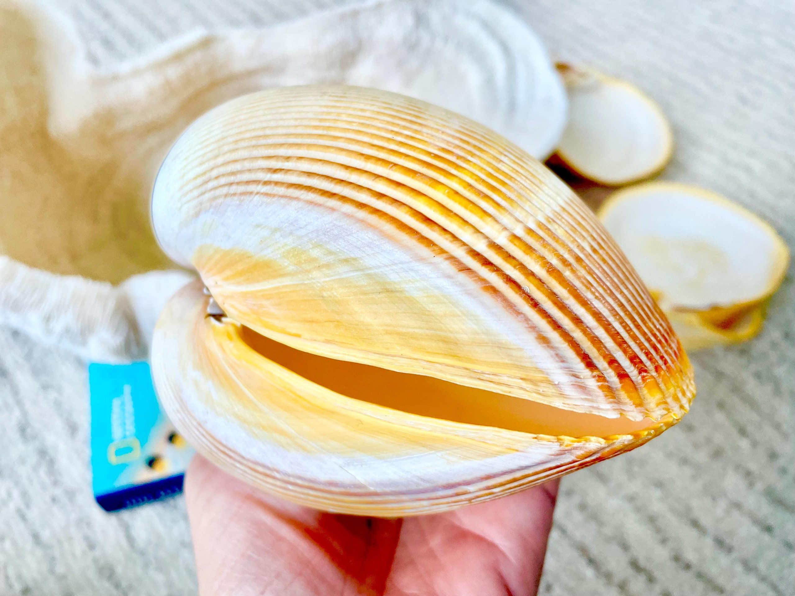 Giant Yellow Cockle Shell Pair: 4-5" Heart-Shaped Craft Seashell