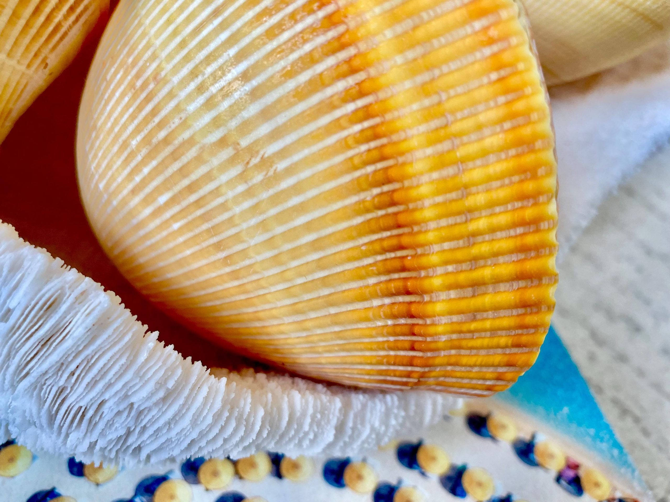 Giant Yellow Cockle Shell Pair: 4-5" Heart-Shaped Craft Seashell - Image 4