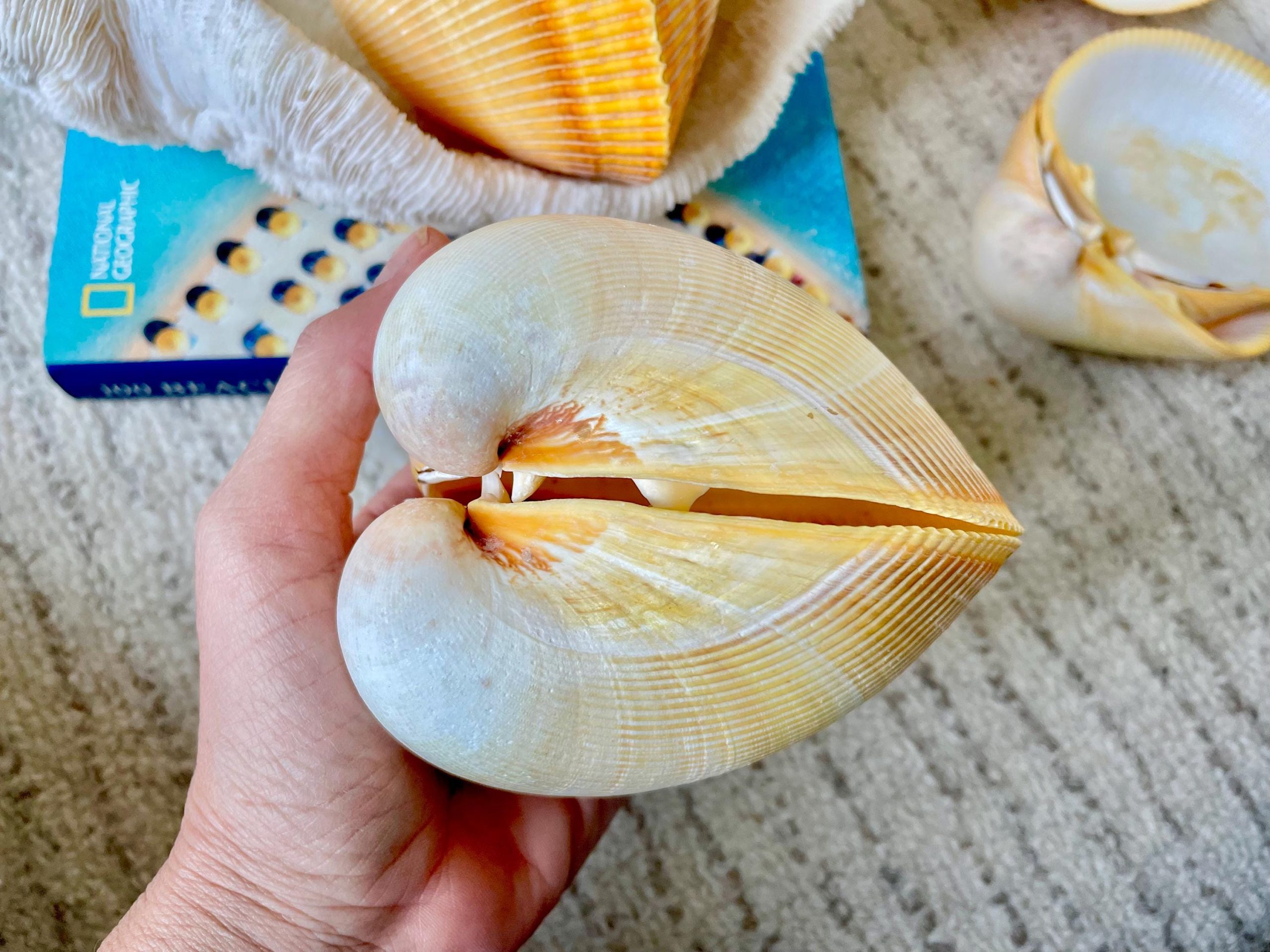 Giant Yellow Cockle Shell Pair: 4-5" Heart-Shaped Craft Seashell - Image 3