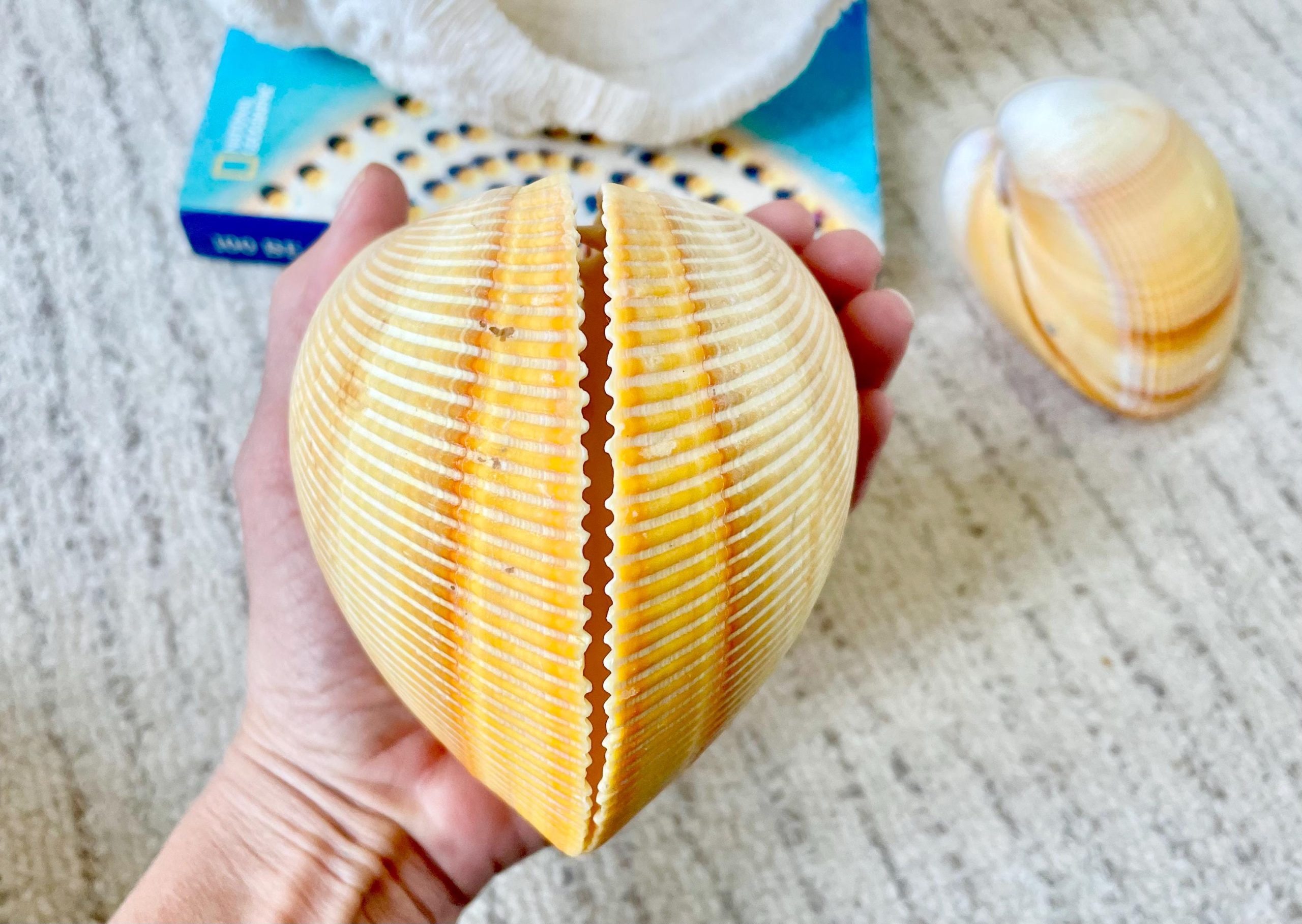 Giant Yellow Cockle Shell Pair: 4-5" Heart-Shaped Craft Seashell - Image 5