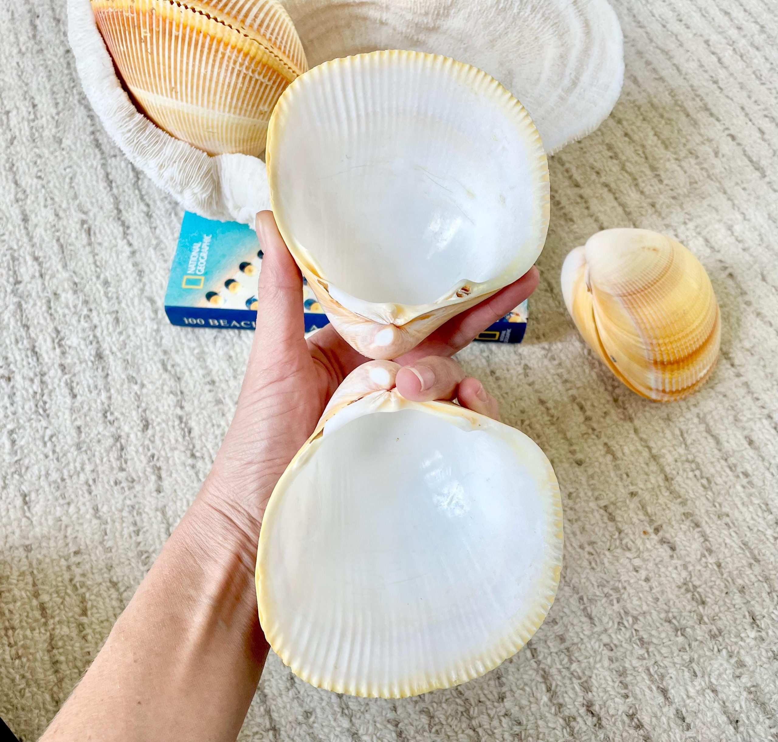 Giant Yellow Cockle Shell Pair: 4-5" Heart-Shaped Craft Seashell - Image 7