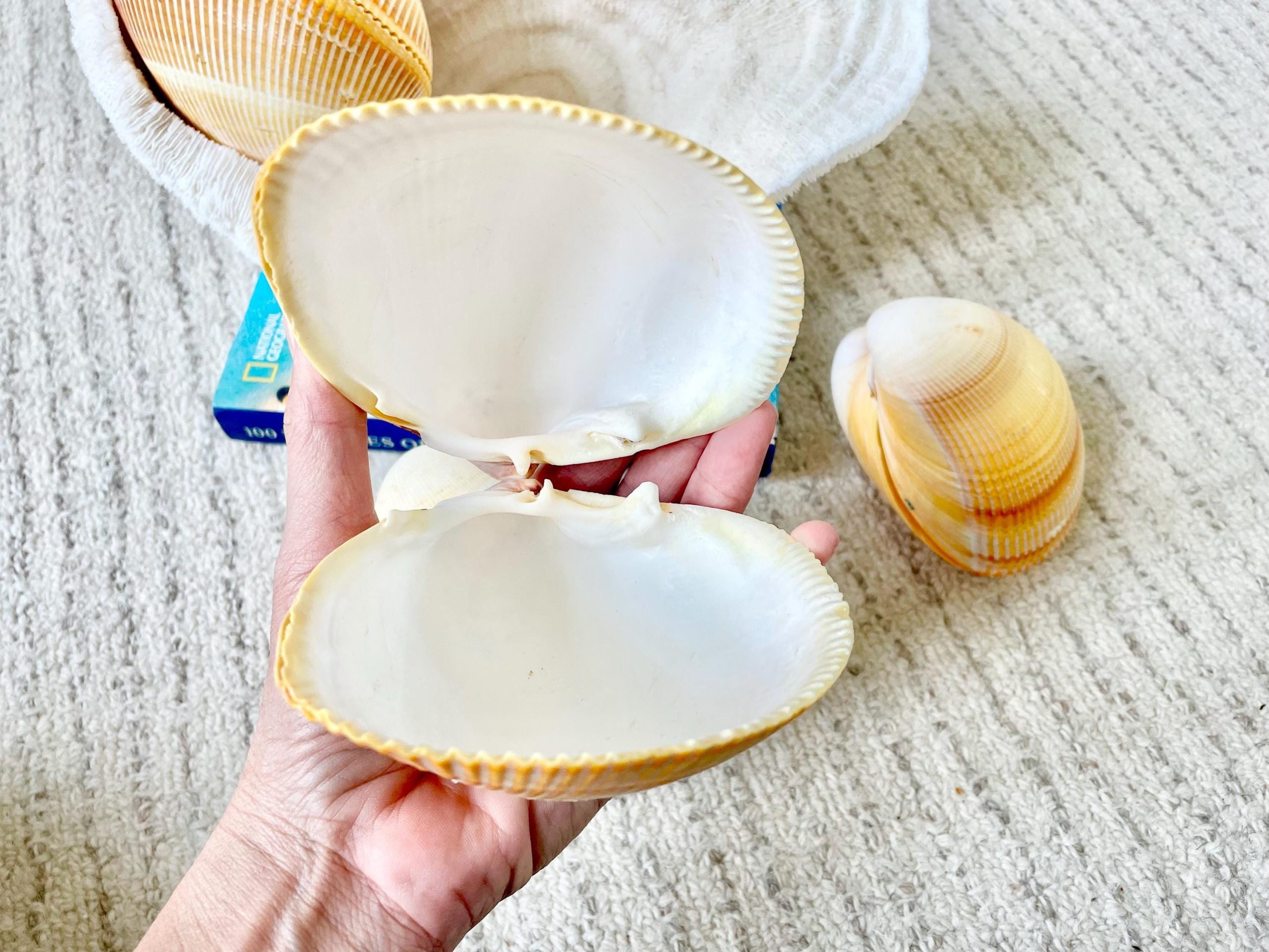 Giant Yellow Cockle Shell Pair: 4-5" Heart-Shaped Craft Seashell - Image 6