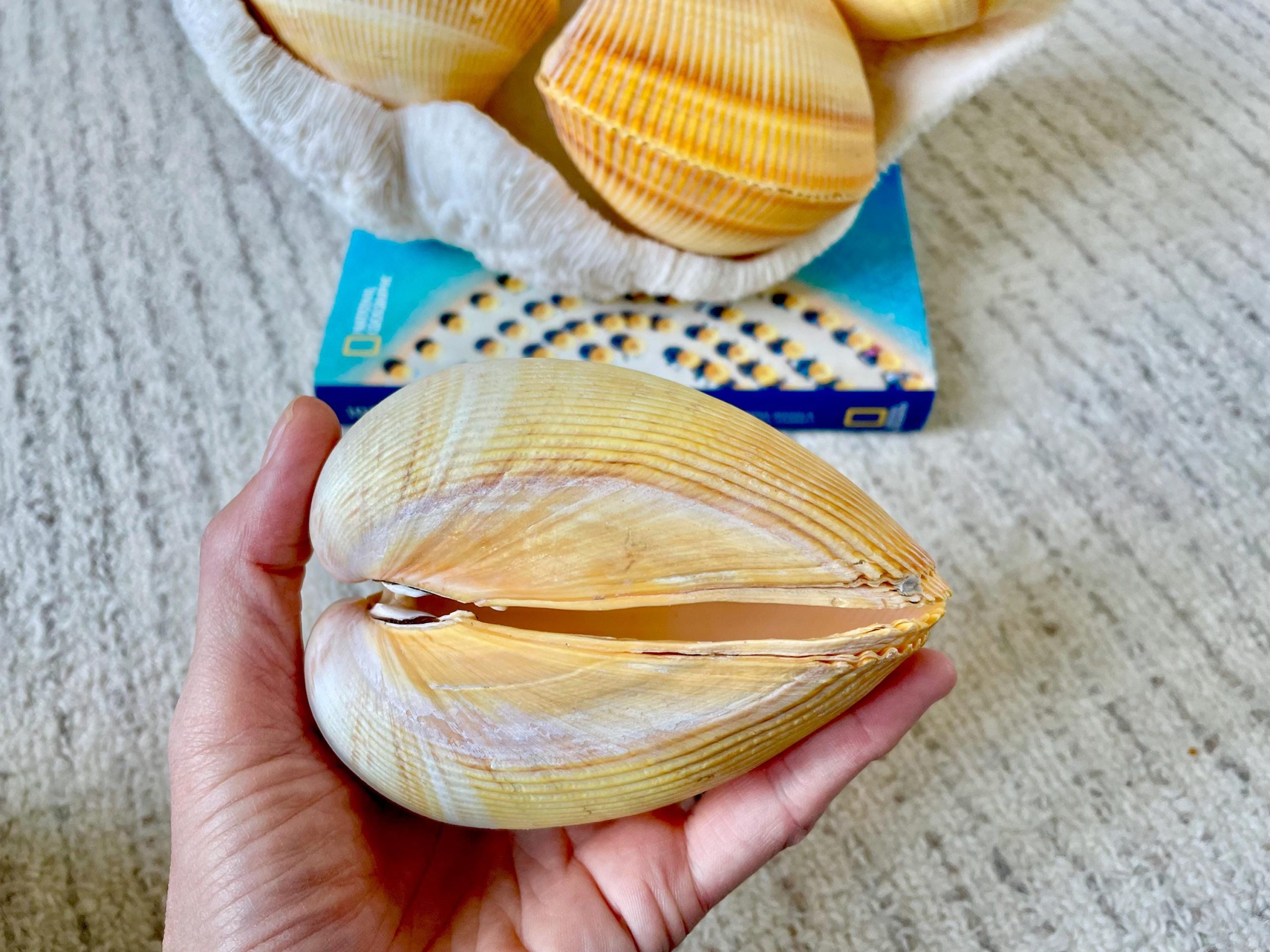 Giant Yellow Cockle Shell Pair: 4-5" Heart-Shaped Craft Seashell - Image 11