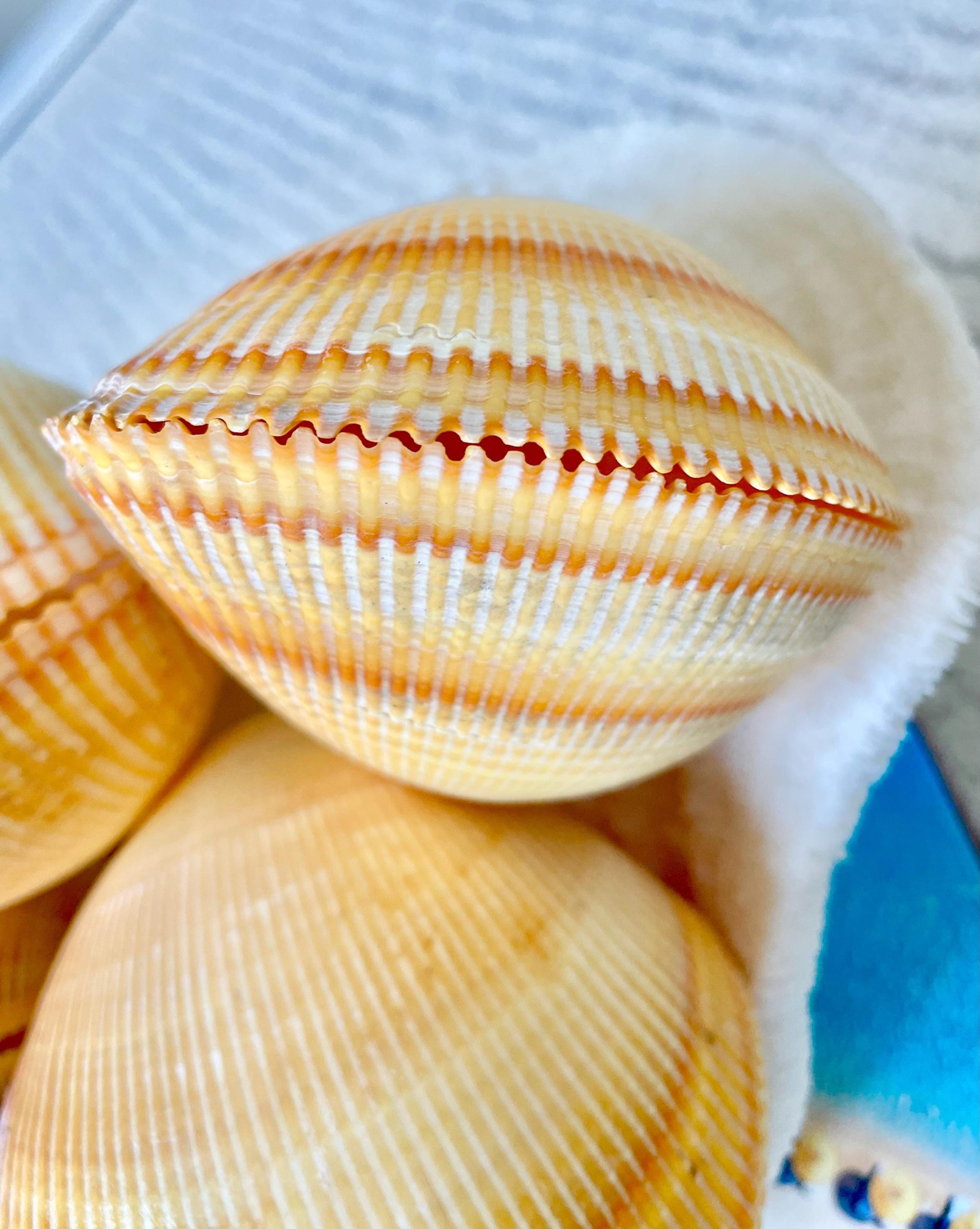 Giant Yellow Cockle Shell Pair: 4-5" Heart-Shaped Craft Seashell - Image 14