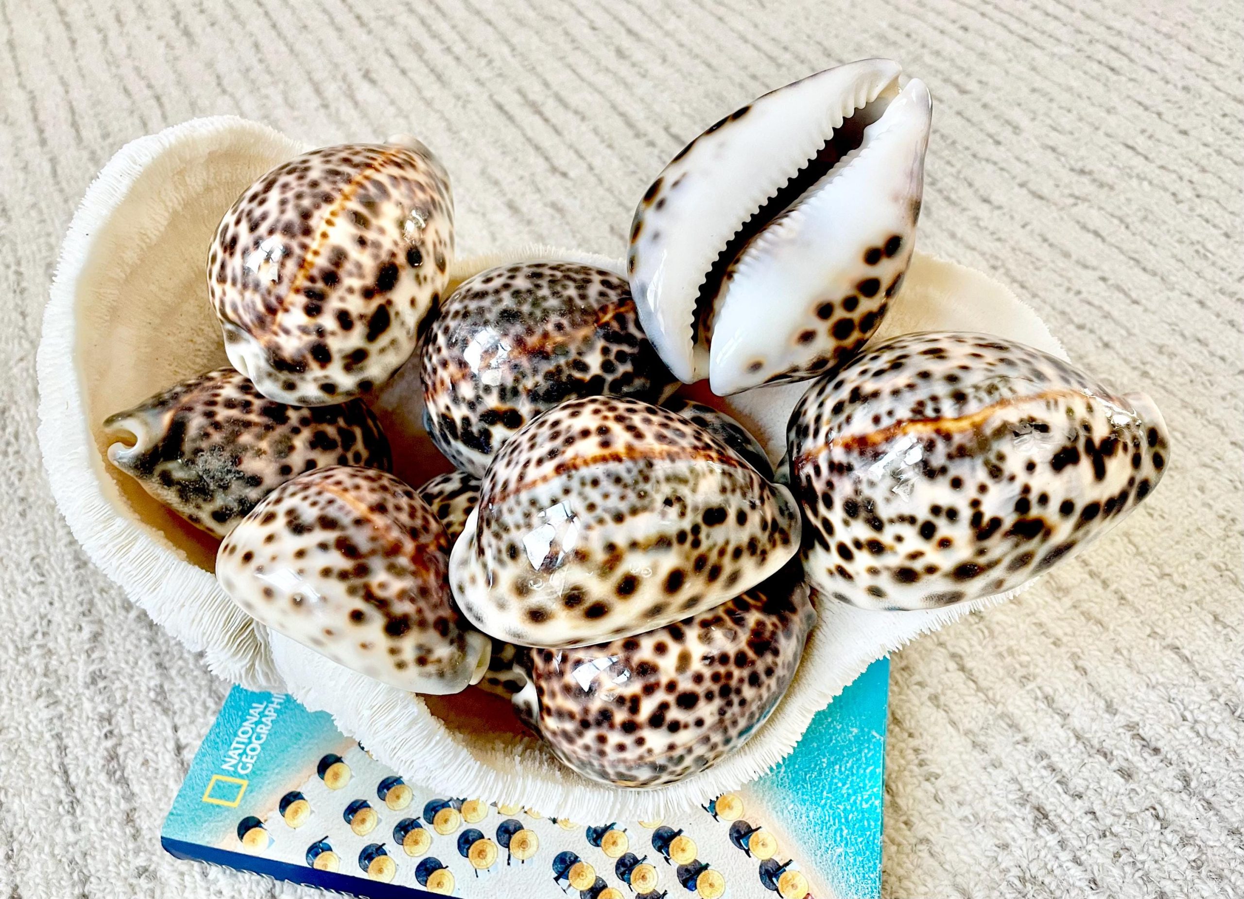 AFRICAN TIGER COWRIE Xl Shell 3-4" Natural Spotted Brown White Orange Display Seashell Cowry - Image 3