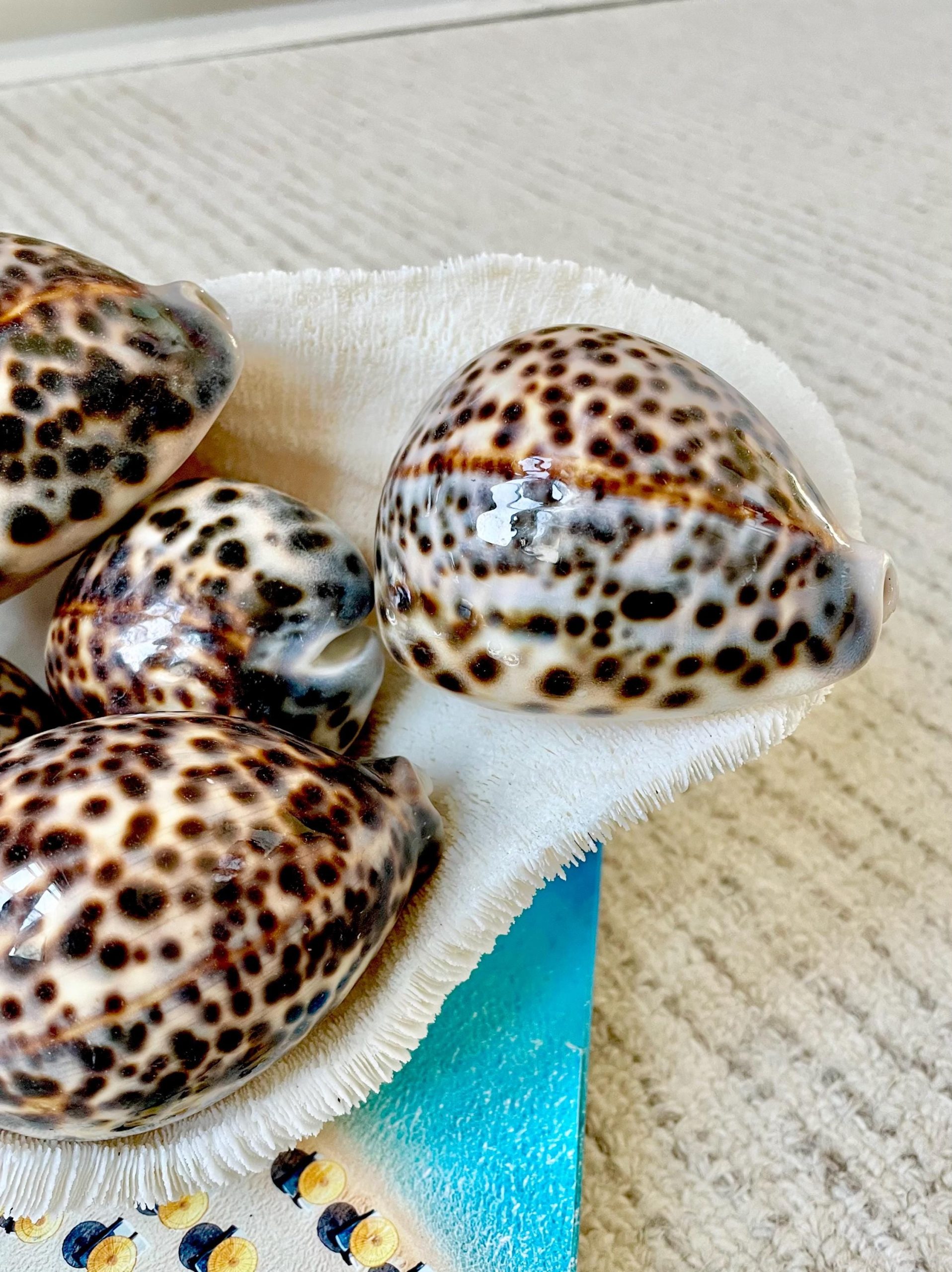 AFRICAN TIGER COWRIE Xl Shell 3-4" Natural Spotted Brown White Orange Display Seashell Cowry - Image 13