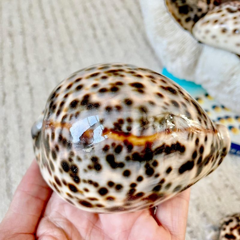 AFRICAN TIGER COWRIE Xl Shell 3-4" Natural Spotted Brown White Orange Display Seashell Cowry