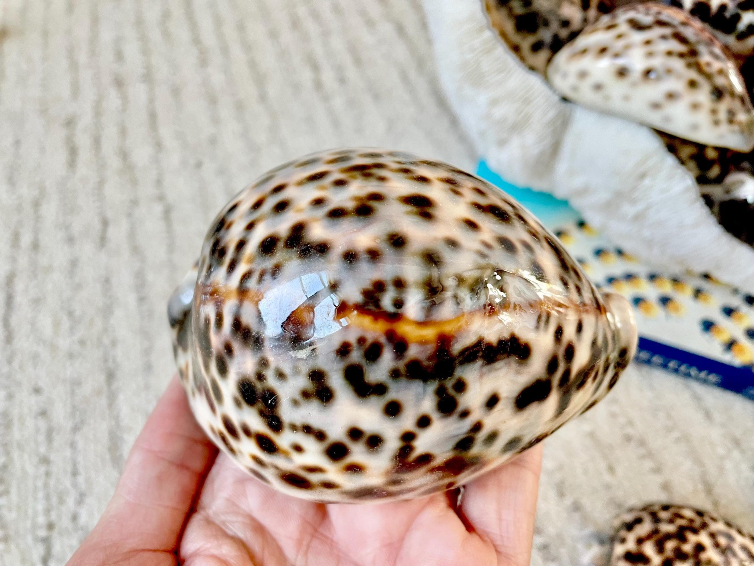 AFRICAN TIGER COWRIE Xl Shell 3-4" Natural Spotted Brown White Orange Display Seashell Cowry