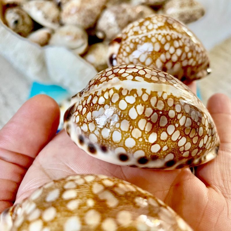 HARLEQUIN COWRIE SHELLS 2-3" Natural Mosaic Pattern Brown Display Seashell Cowry