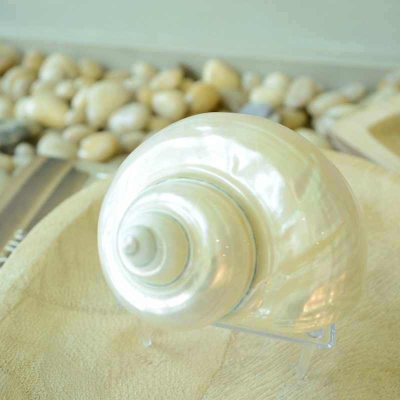PEARLED TURBO SHELLS *All Sizes* Natural Irredescent Polished Seashell Hermit Crab Beach Décor