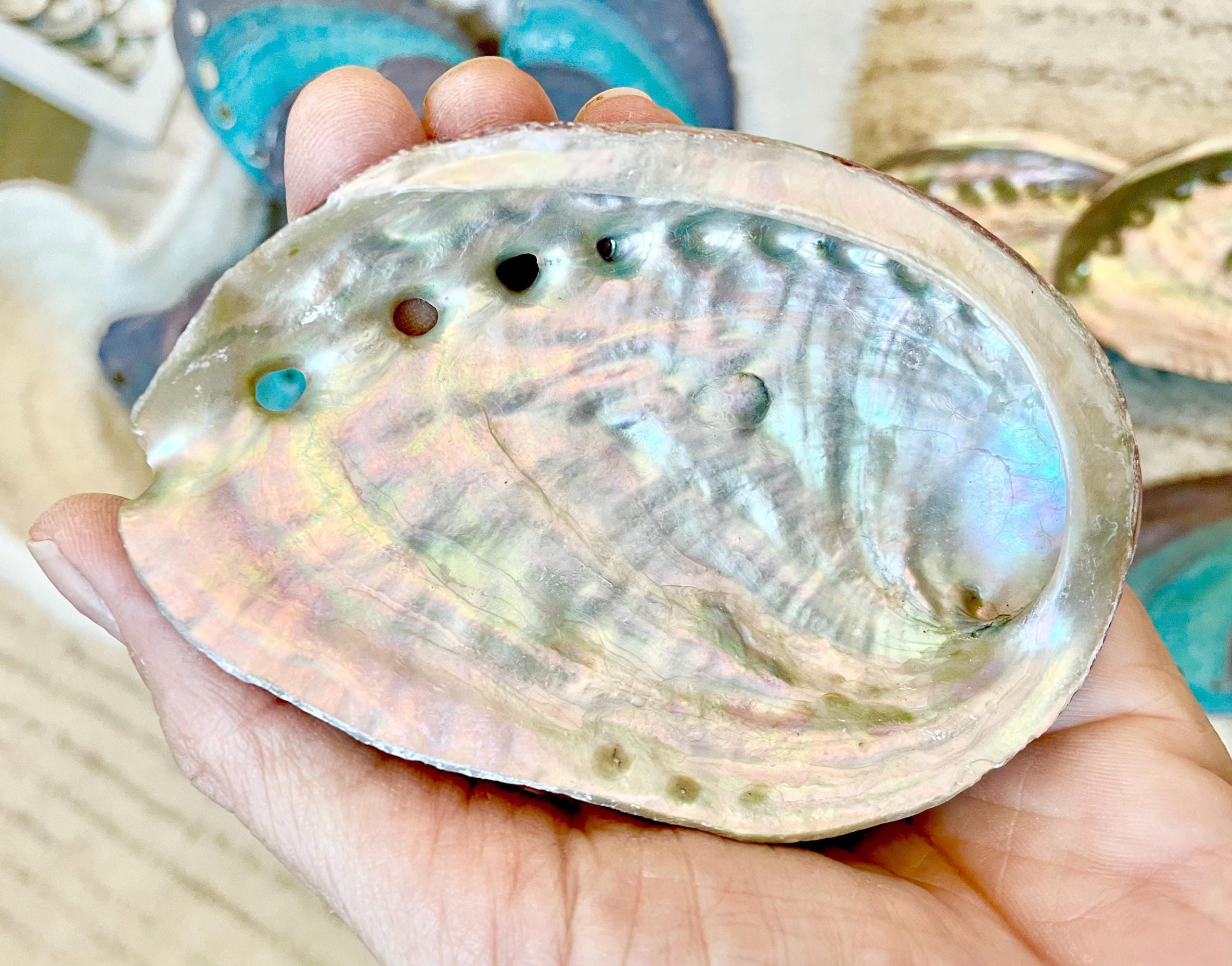 Turquoise Blue Abalone Shell (3.5-4") Iridescent Silver Mermaid Coastal Décor - Image 3