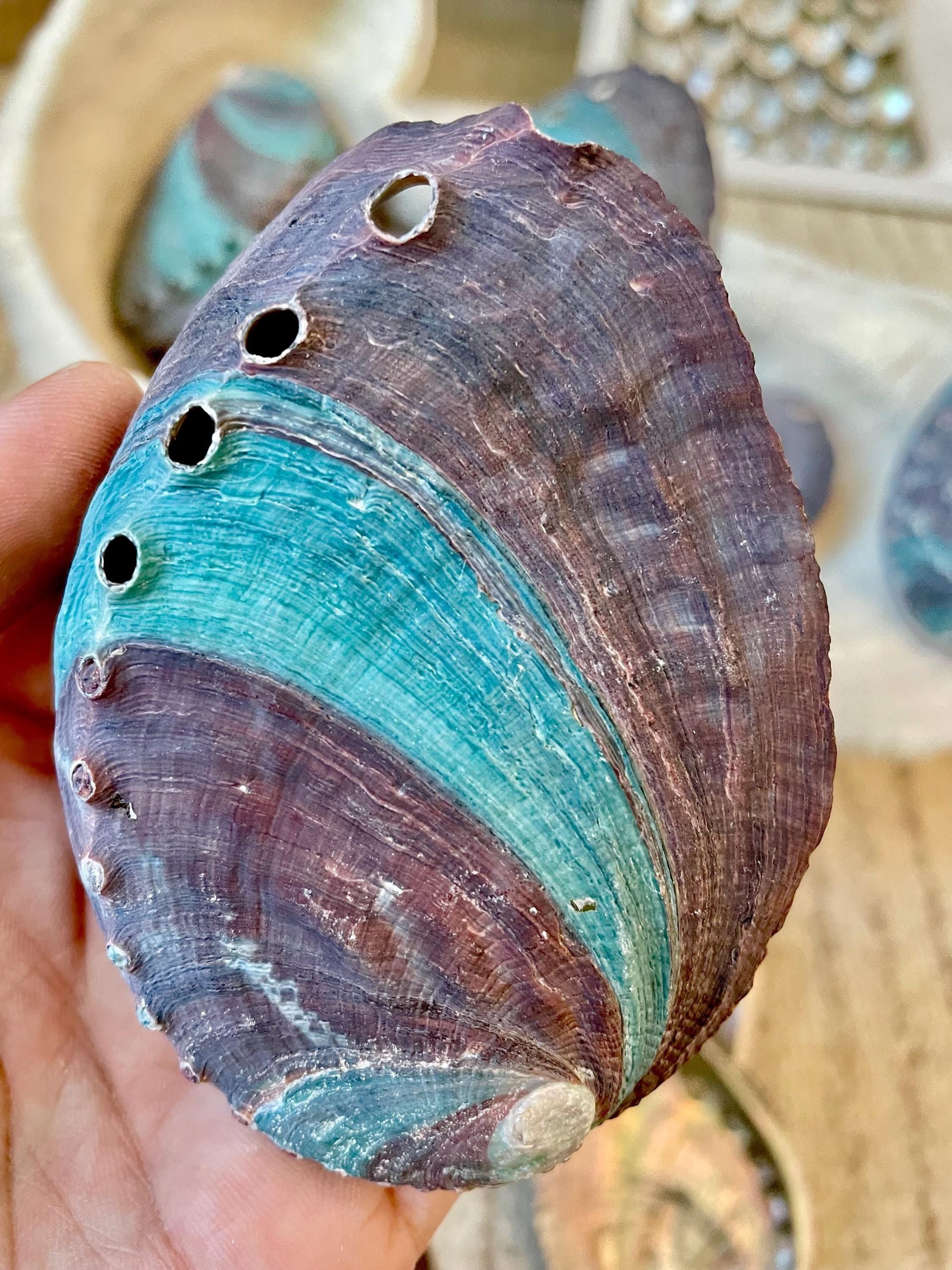 Turquoise Blue Abalone Shell (3.5-4") Iridescent Silver Mermaid Coastal Décor - Image 4