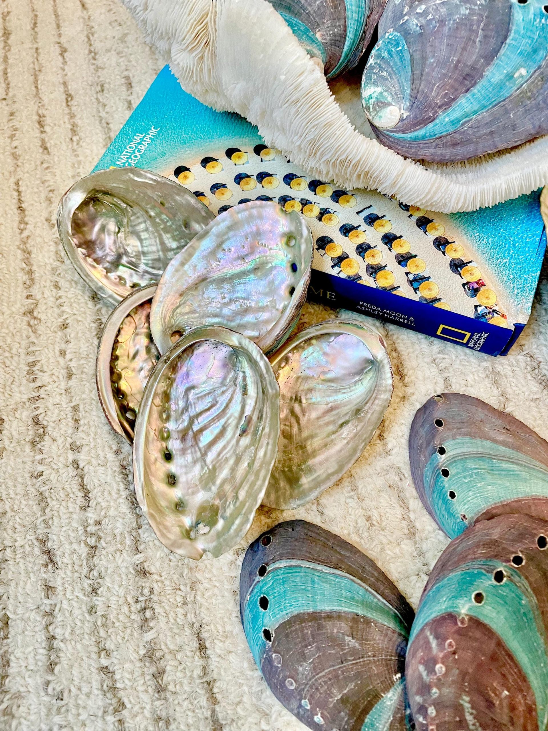 Turquoise Blue Abalone Shell (3.5-4") Iridescent Silver Mermaid Coastal Décor - Image 7