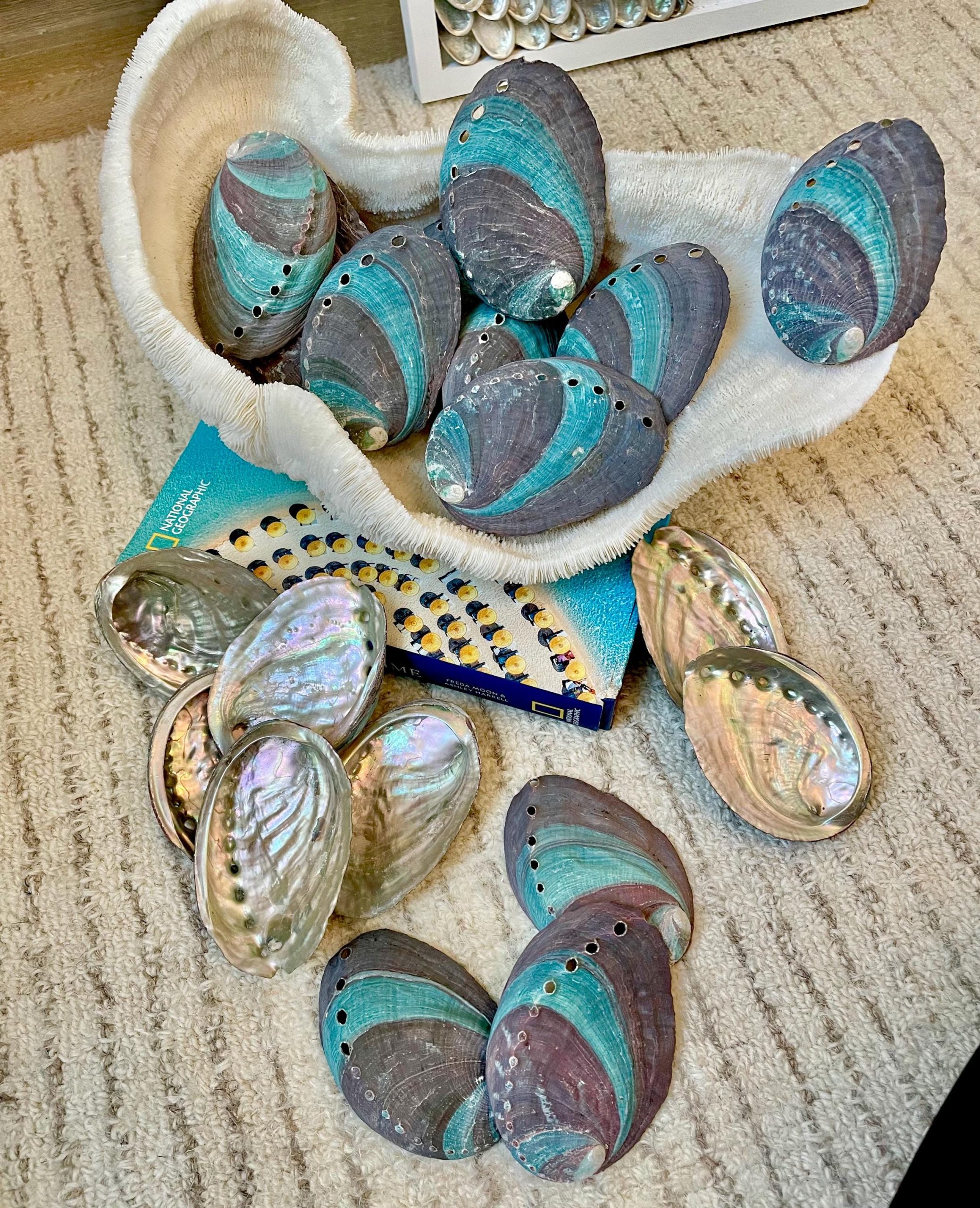 Turquoise Blue Abalone Shell (3.5-4") Iridescent Silver Mermaid Coastal Décor - Image 10