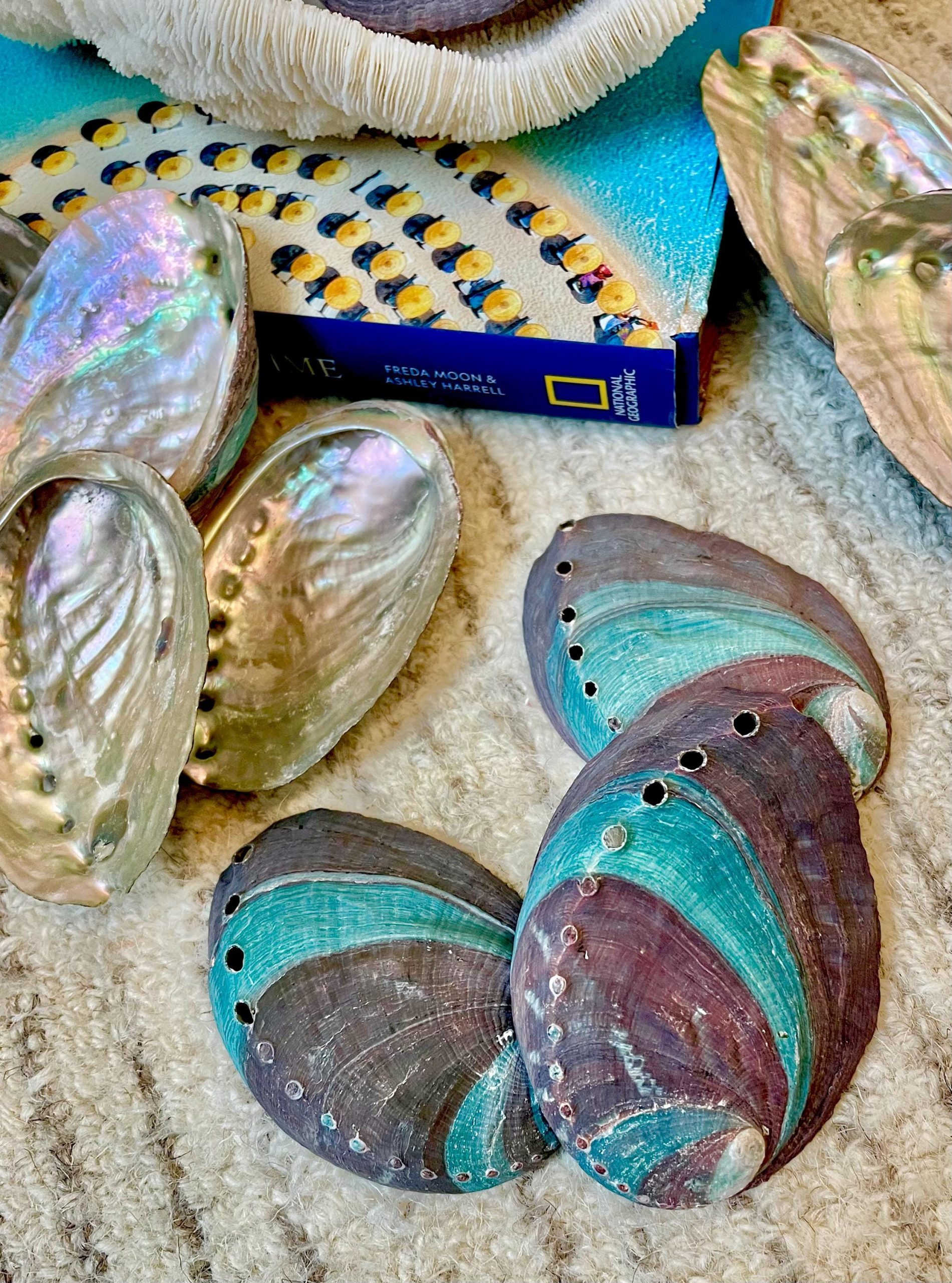 Turquoise Blue Abalone Shell (3.5-4") Iridescent Silver Mermaid Coastal Décor - Image 8