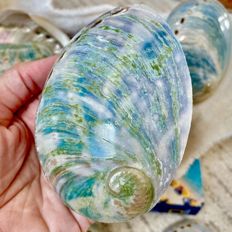 BLUE GREEN BUFFED *All Sizes* Abalone Shells Natural Iridescent Silver Mermaid Seashell