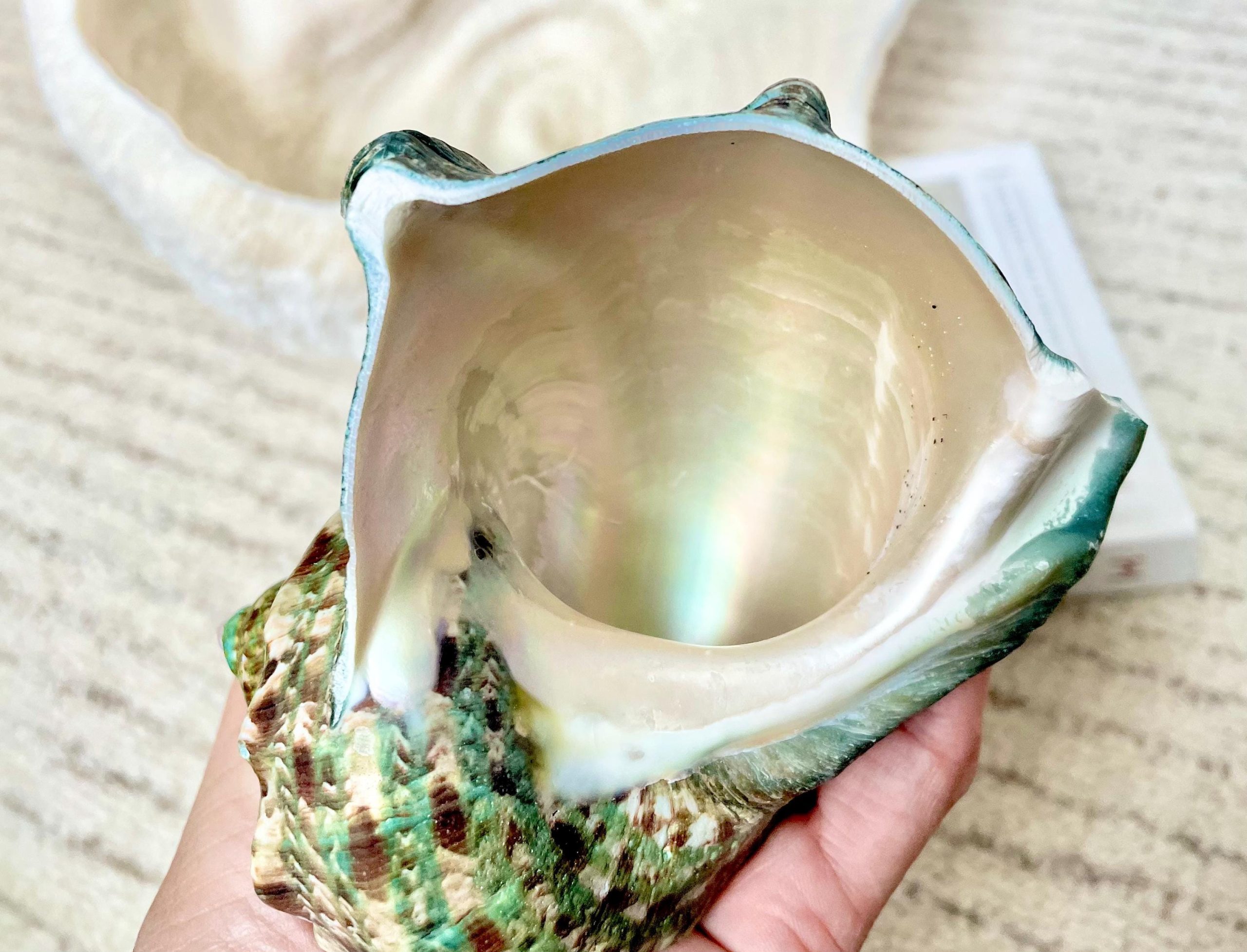 GREEN MARMAORATUS TURBAN Shells 4-8" Hermit Crabs Display Seashell Coastal Décor - Image 7