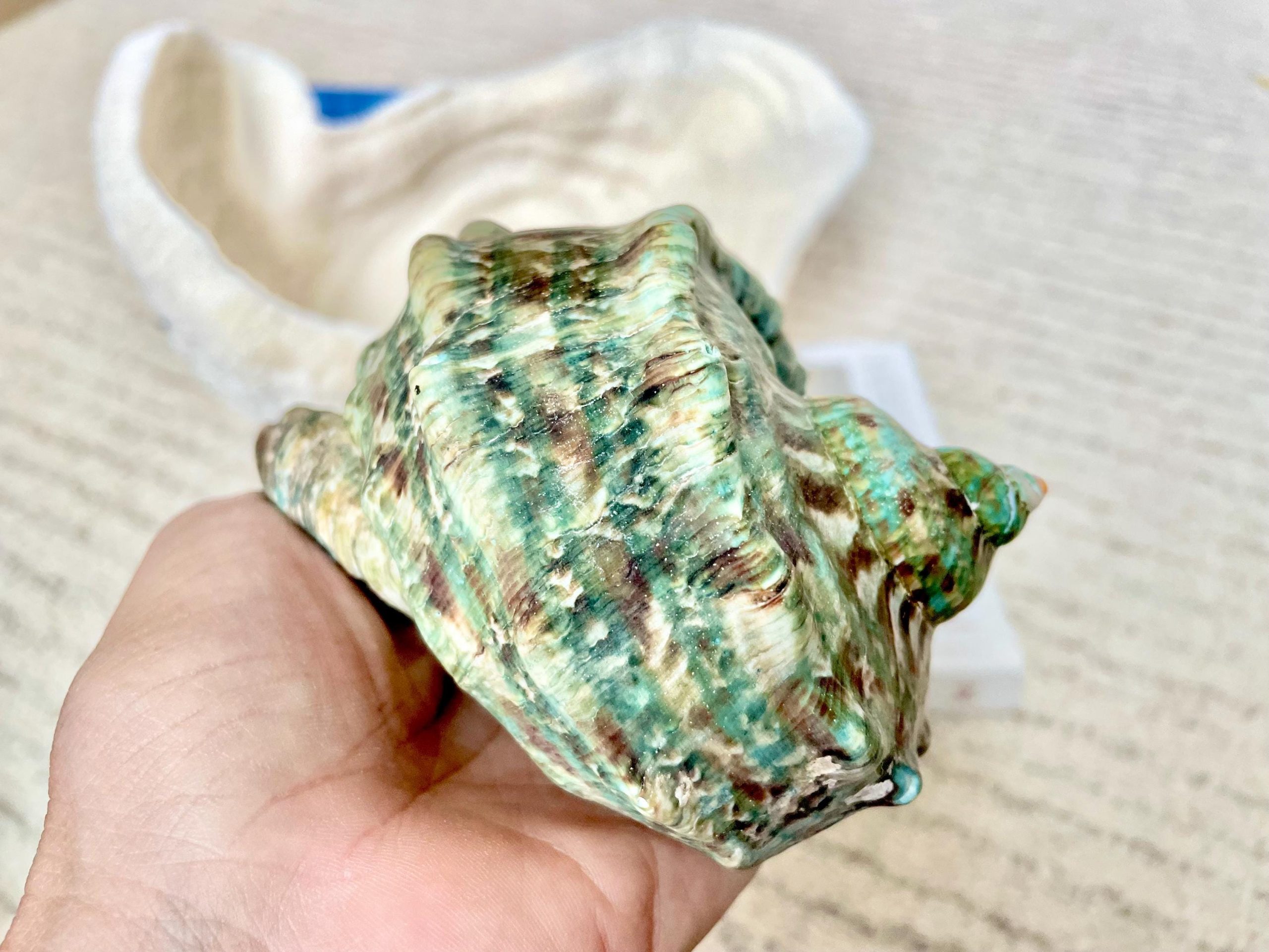 GREEN MARMAORATUS TURBAN Shells 4-8" Hermit Crabs Display Seashell Coastal Décor - Image 6