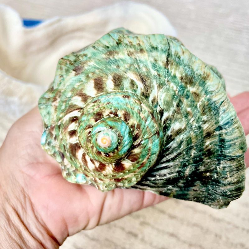 GREEN MARMAORATUS TURBAN Shells 4-8" Hermit Crabs Display Seashell Coastal Décor