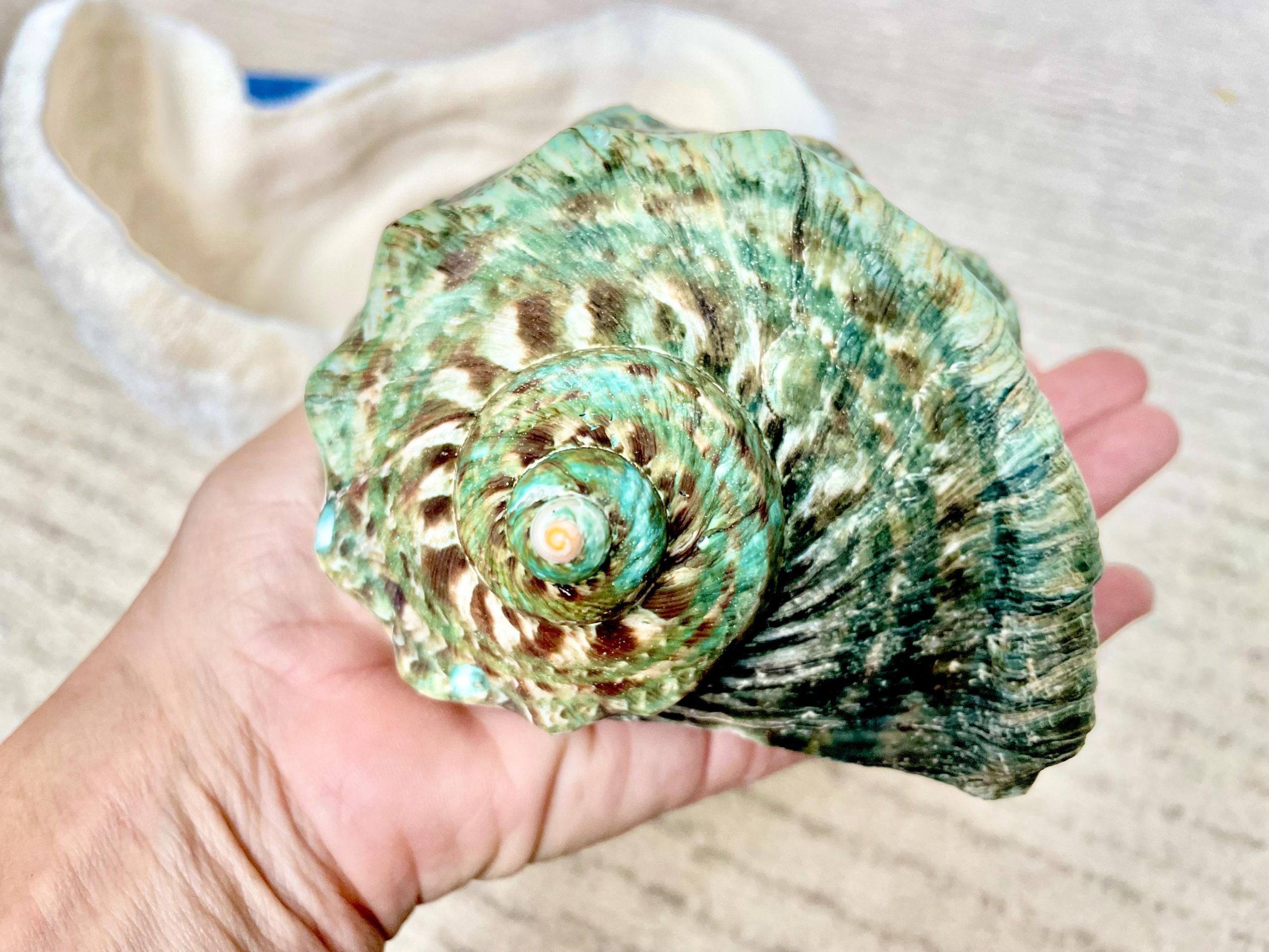 GREEN MARMAORATUS TURBAN Shells 4-8" Hermit Crabs Display Seashell Coastal Décor