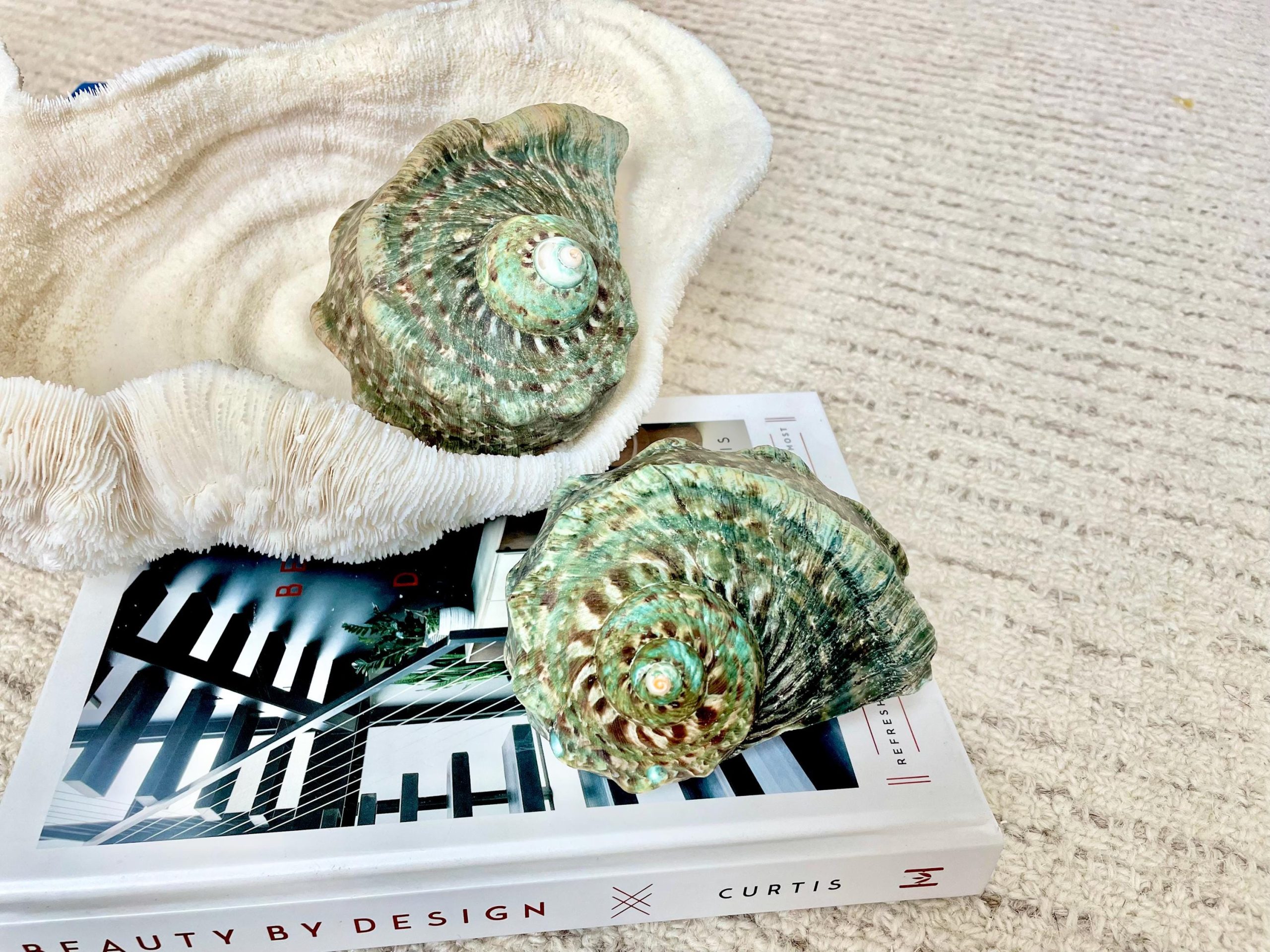 GREEN MARMAORATUS TURBAN Shells 4-8" Hermit Crabs Display Seashell Coastal Décor - Image 10