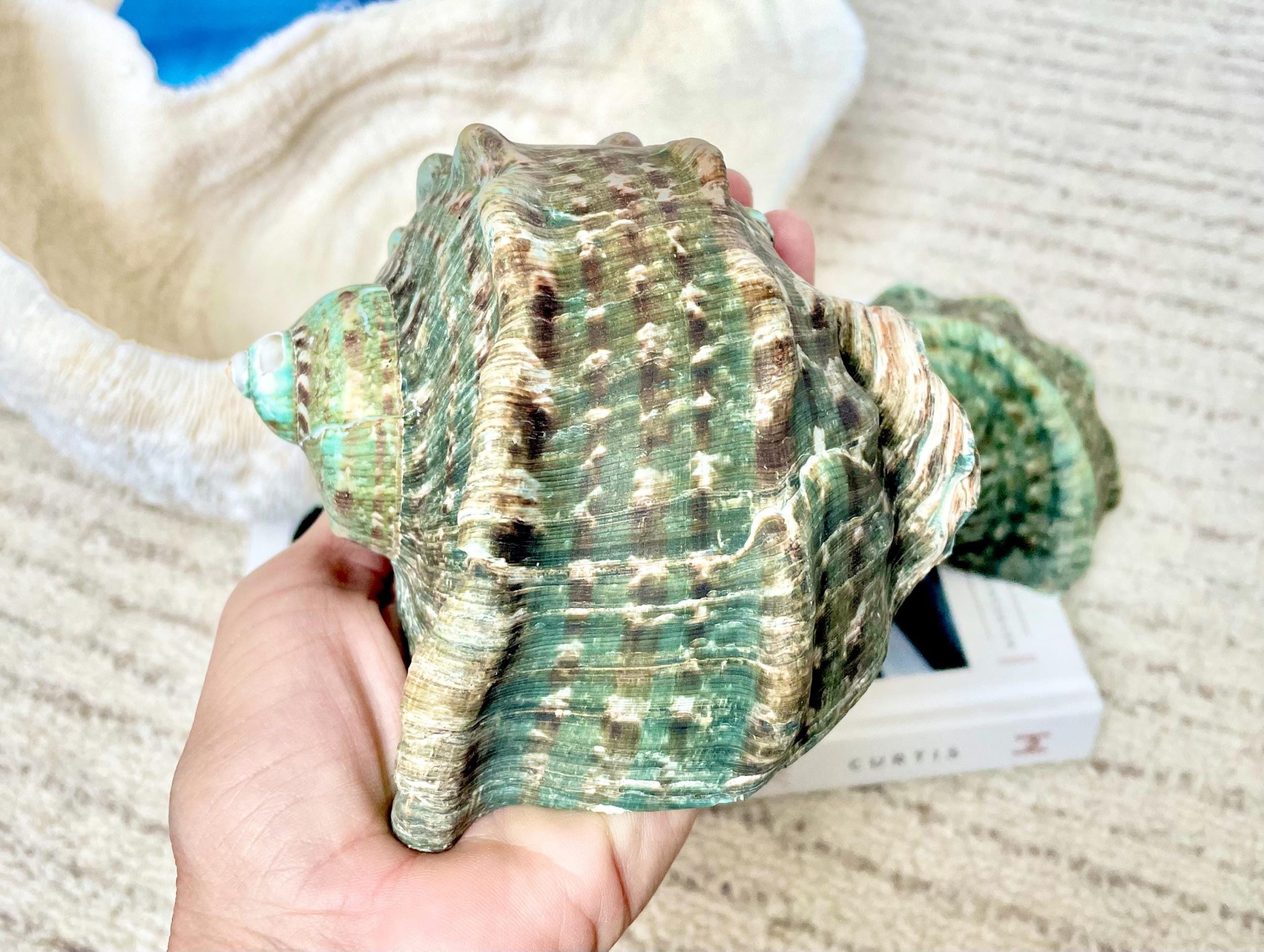 GREEN MARMAORATUS TURBAN Shells 4-8" Hermit Crabs Display Seashell Coastal Décor - Image 4