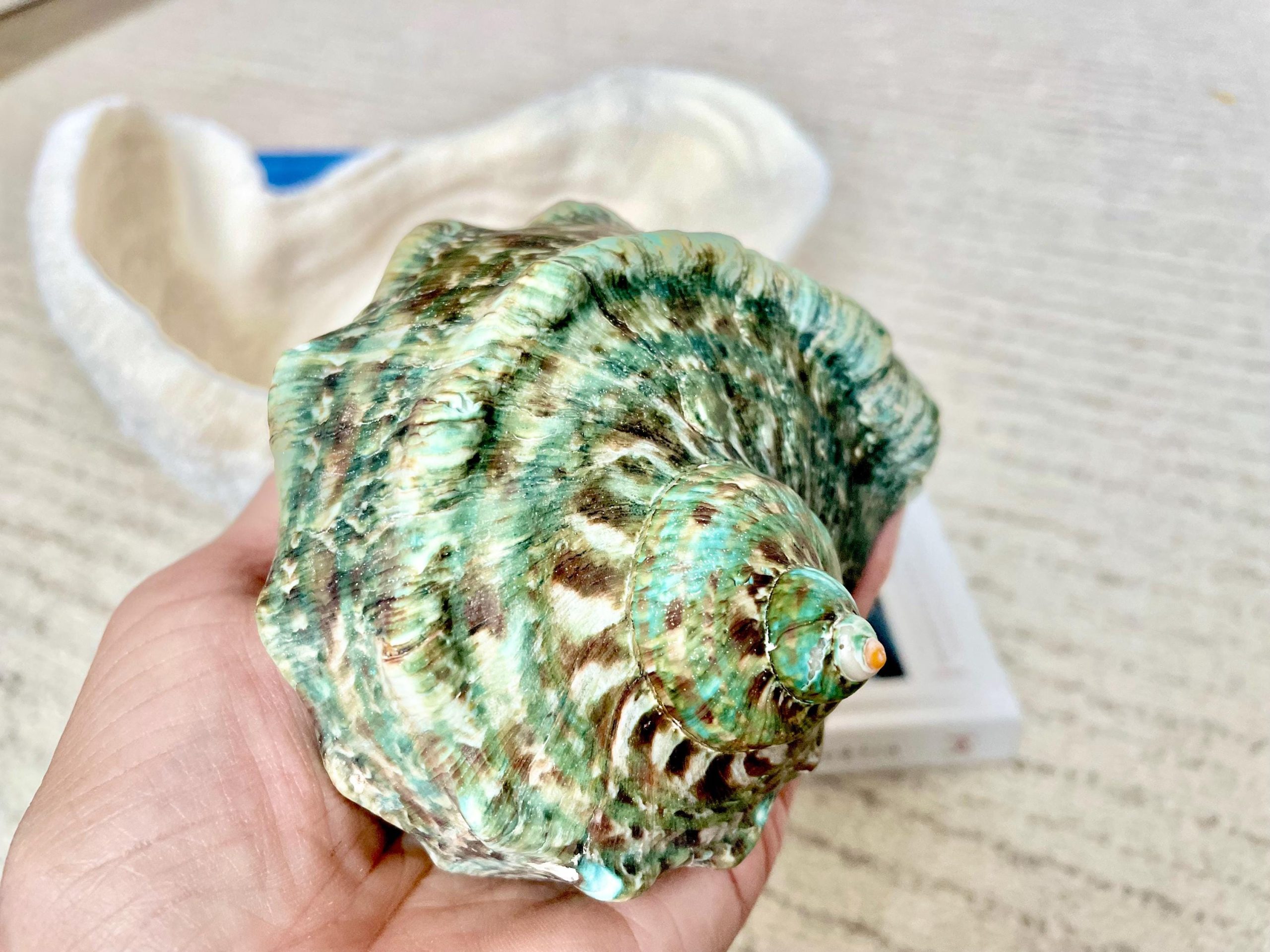GREEN MARMAORATUS TURBAN Shells 4-8" Hermit Crabs Display Seashell Coastal Décor - Image 2