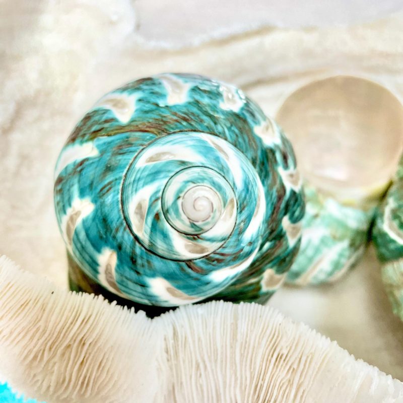 CARVED JADE TURBO Shells *All Sizes* Green Hermit Crab Seashell Coastal Décor