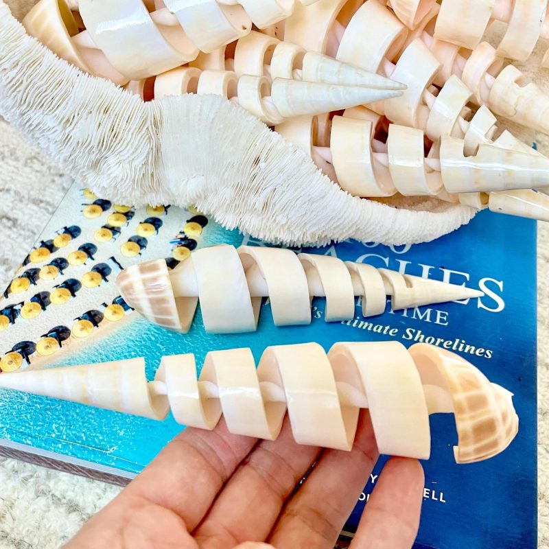 SPIRAL MARLIN SPIKE Auger Shell 6-7" Natural White Brown Display Seashell Coastal Décor