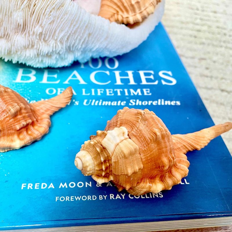 PEAR TRITON SHELL 3-4" Orange Display Seashell Coastal Beach Décor