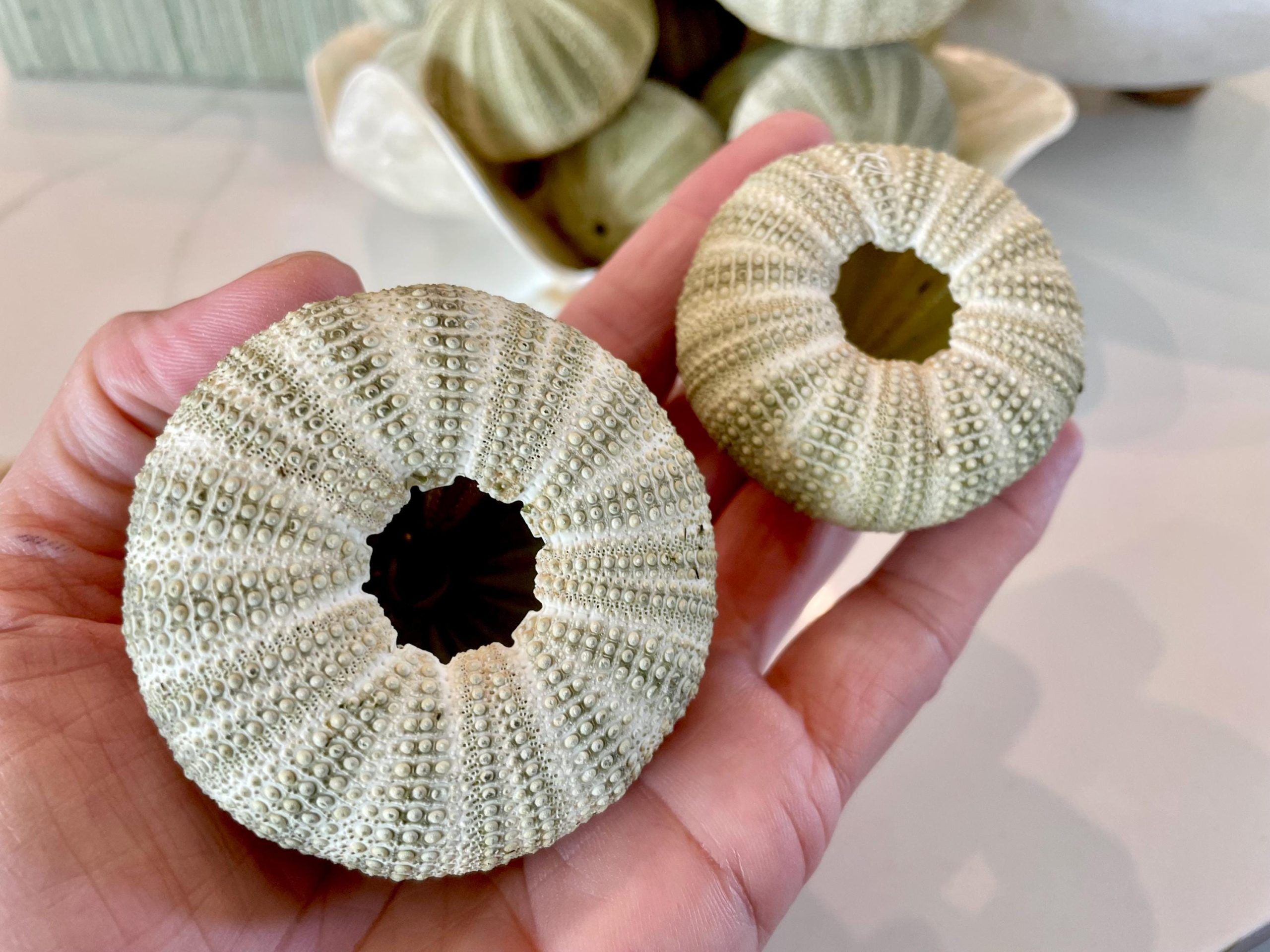 GREEN SEA URCHIN Shells 1.75-2.25" *You Choose Quantity*Natural Small Craft Seashells Sea Life - Image 7