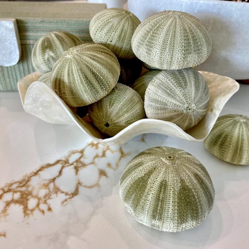 GREEN SEA URCHIN Shells 1.75-2.25" *You Choose Quantity*Natural Small Craft Seashells Sea Life