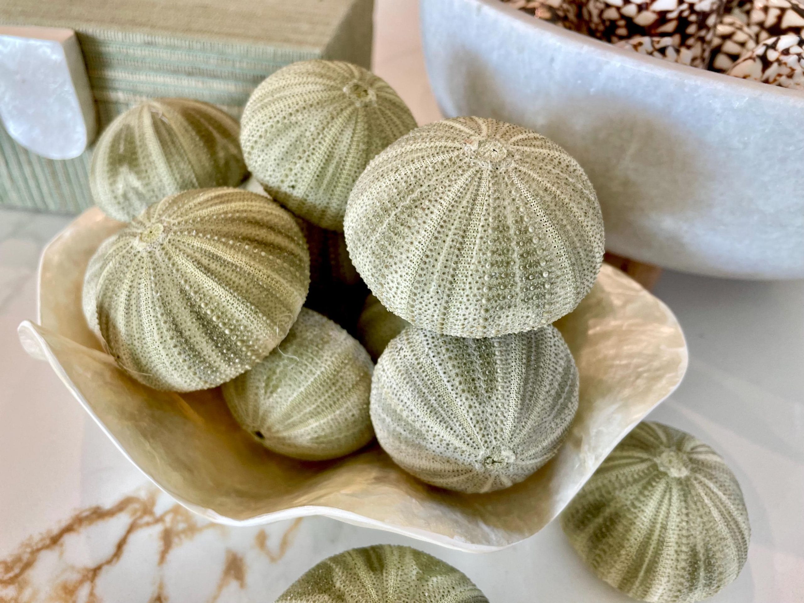 GREEN SEA URCHIN Shells 1.75-2.25" *You Choose Quantity*Natural Small Craft Seashells Sea Life - Image 2