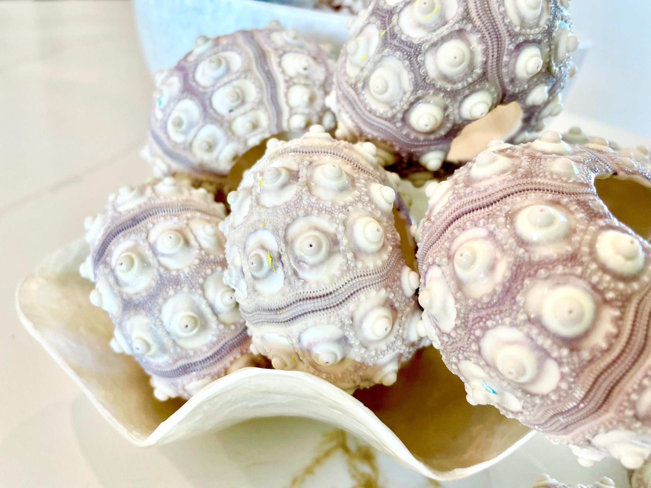 Sputnik Sea Urchin Shells 2-3" | Natural Purple White Coastal Decor - Image 4