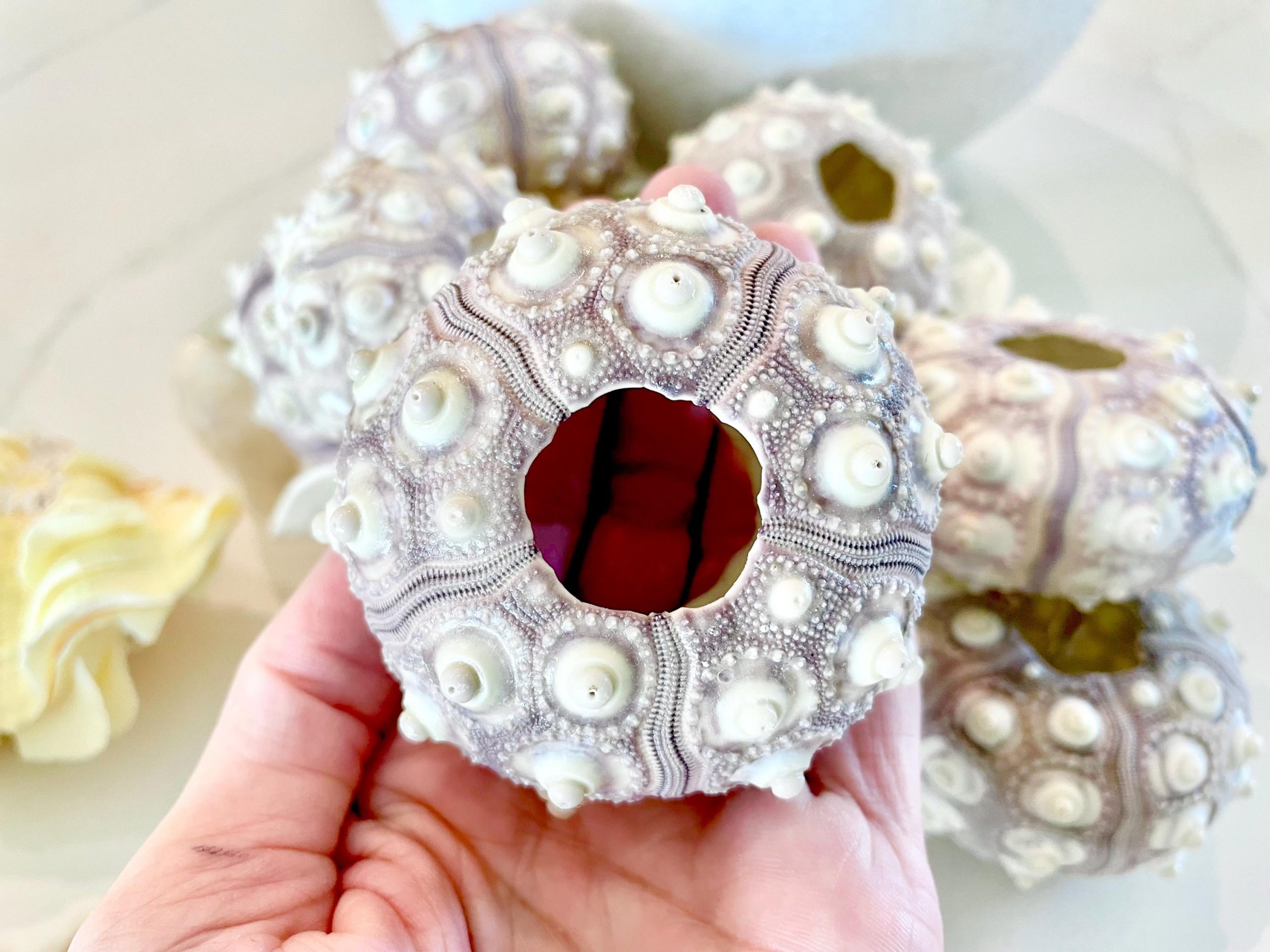 Sputnik Sea Urchin Shells 2-3" | Natural Purple White Coastal Decor - Image 6