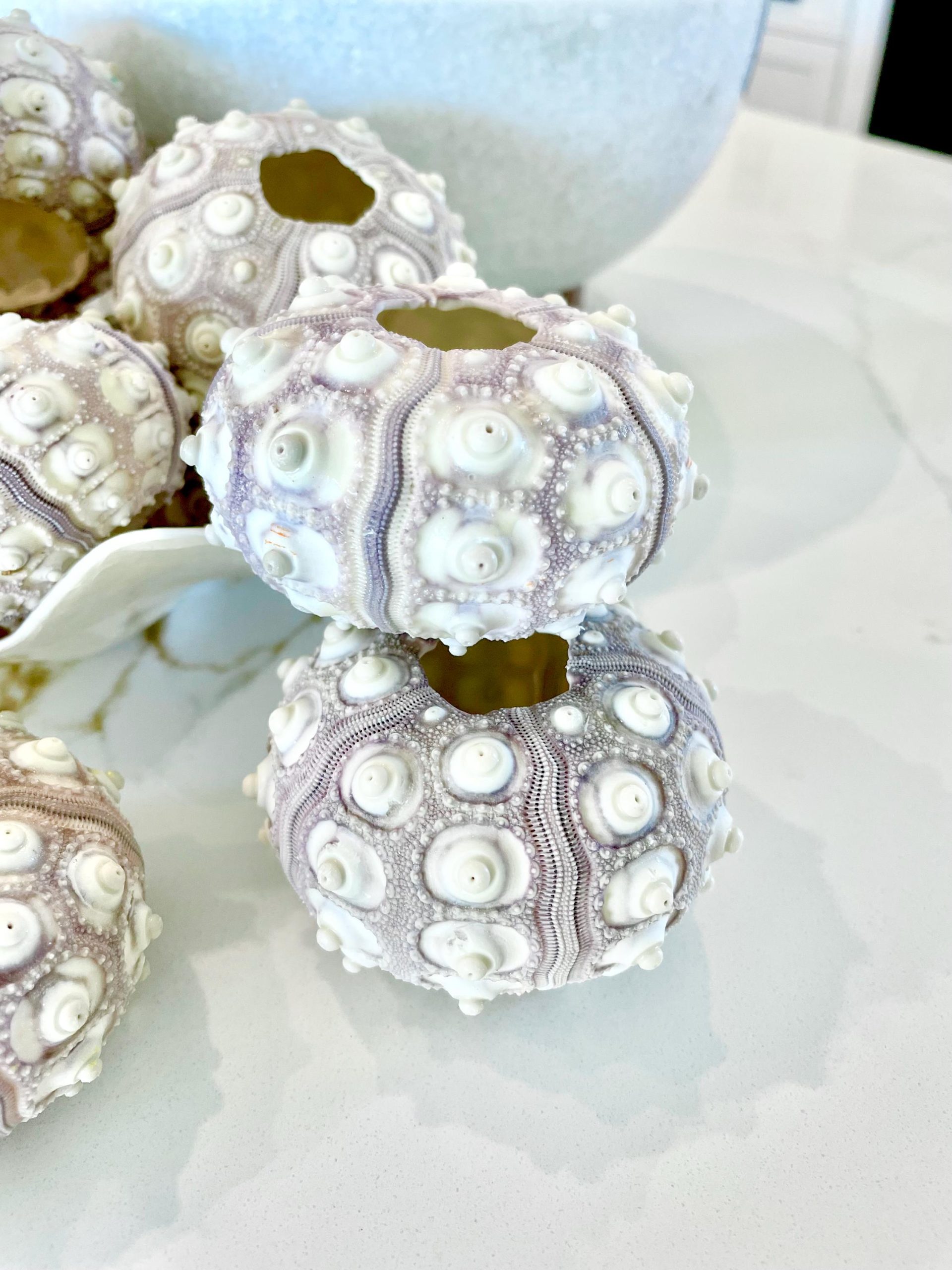 Sputnik Sea Urchin Shells 2-3" | Natural Purple White Coastal Decor - Image 12