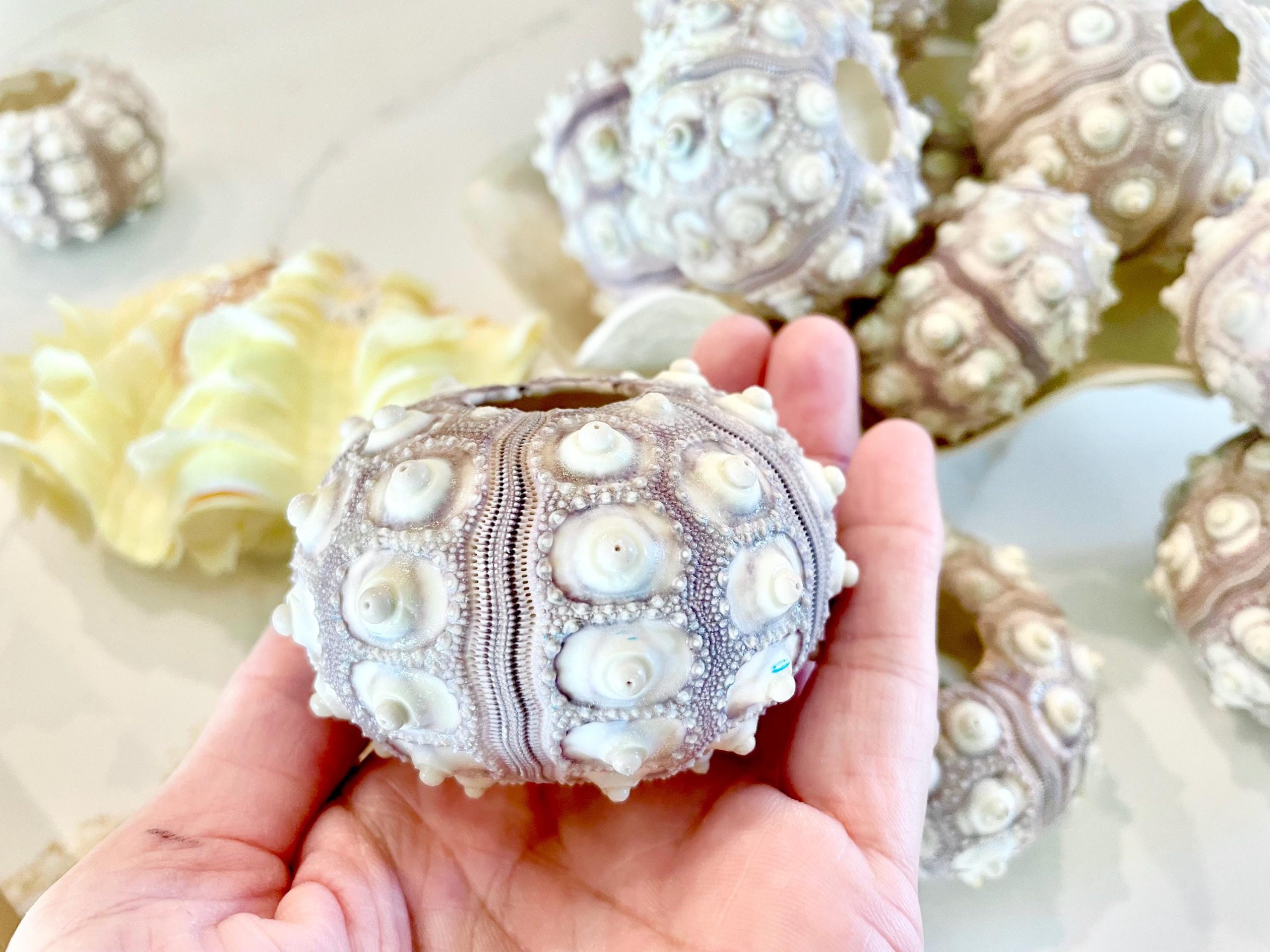 Sputnik Sea Urchin Shells 2-3" | Natural Purple White Coastal Decor - Image 10