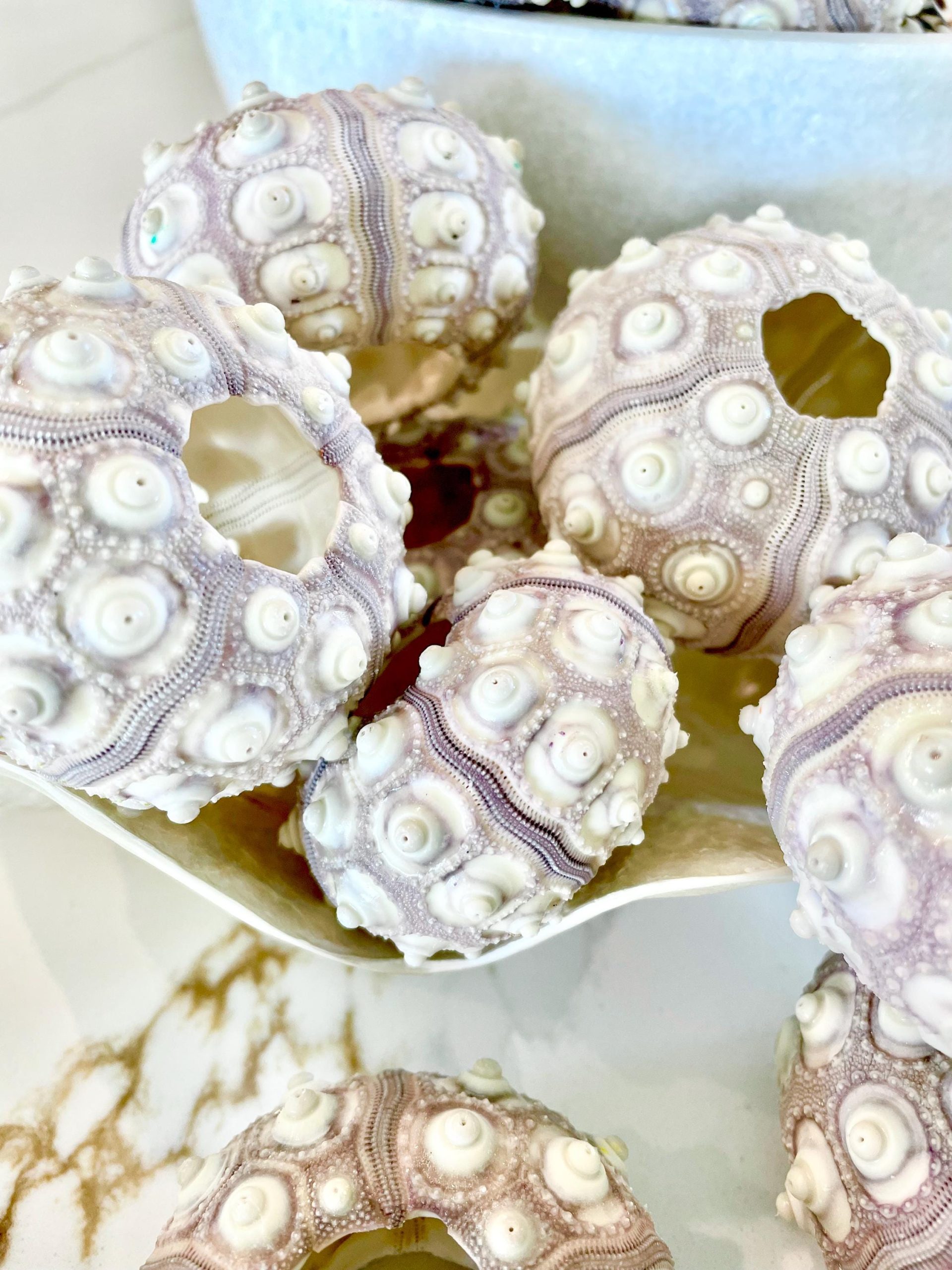 Sputnik Sea Urchin Shells 2-3" | Natural Purple White Coastal Decor - Image 11