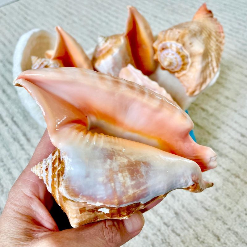 ROOSTER TAIL CONCH Shell 5-6" Natural Orange Peach Display Seashell