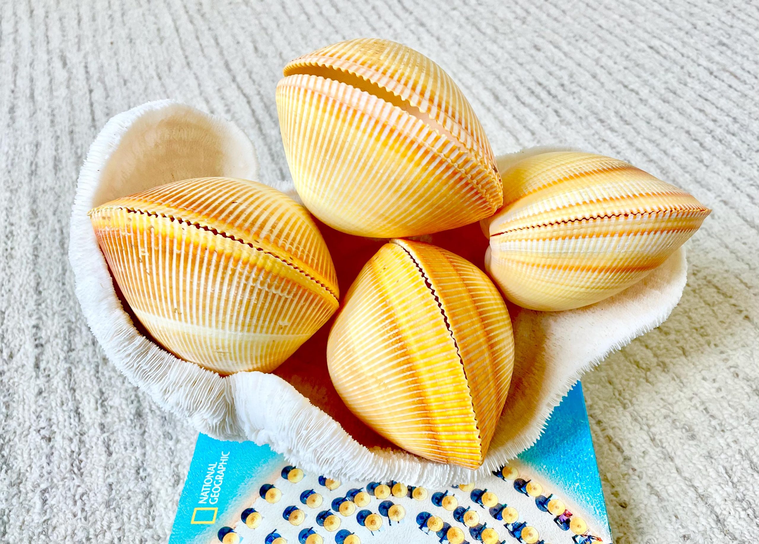 Giant Yellow Cockle Shell Pair: 4-5" Heart-Shaped Craft Seashell - Image 2