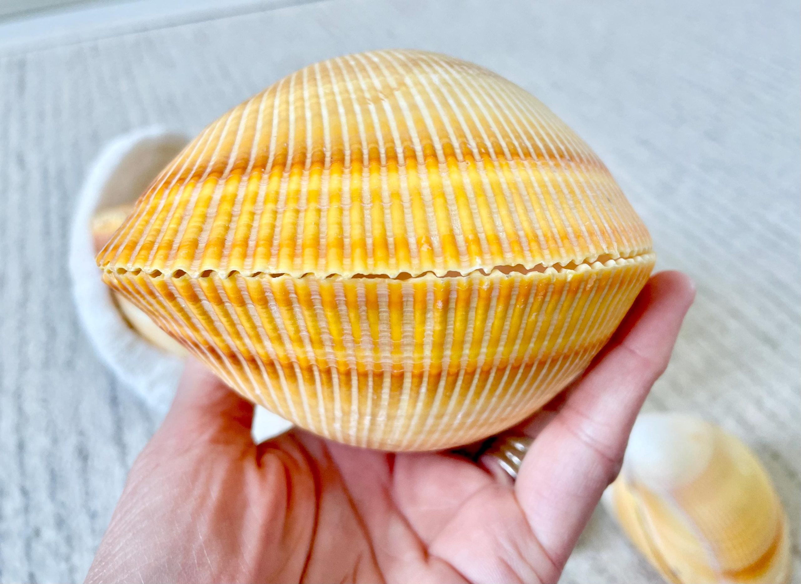 Giant Yellow Cockle Shell Pair: 4-5" Heart-Shaped Craft Seashell - Image 8