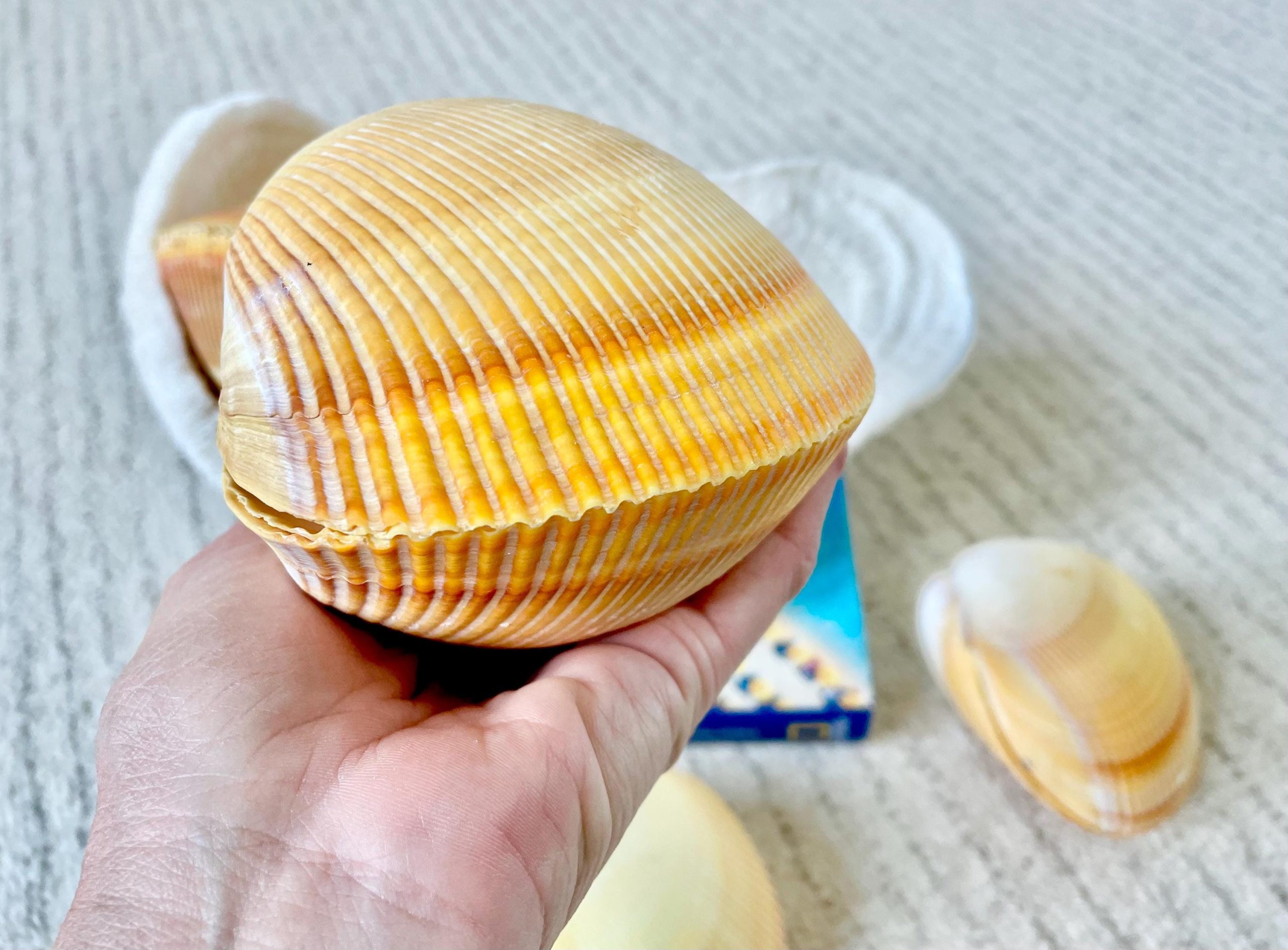 Giant Yellow Cockle Shell Pair: 4-5" Heart-Shaped Craft Seashell - Image 9