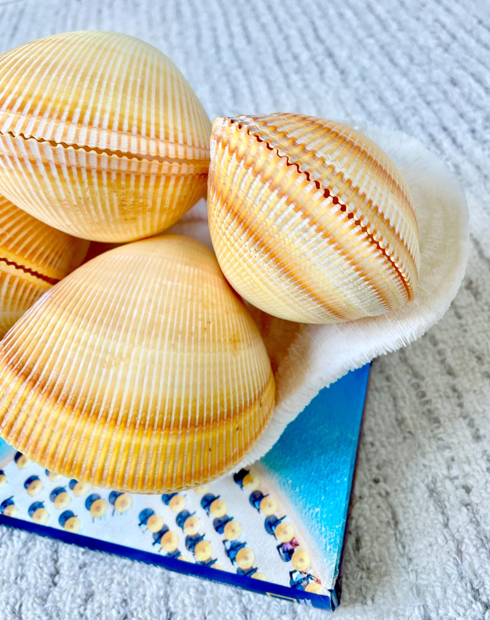 Giant Yellow Cockle Shell Pair: 4-5" Heart-Shaped Craft Seashell - Image 12