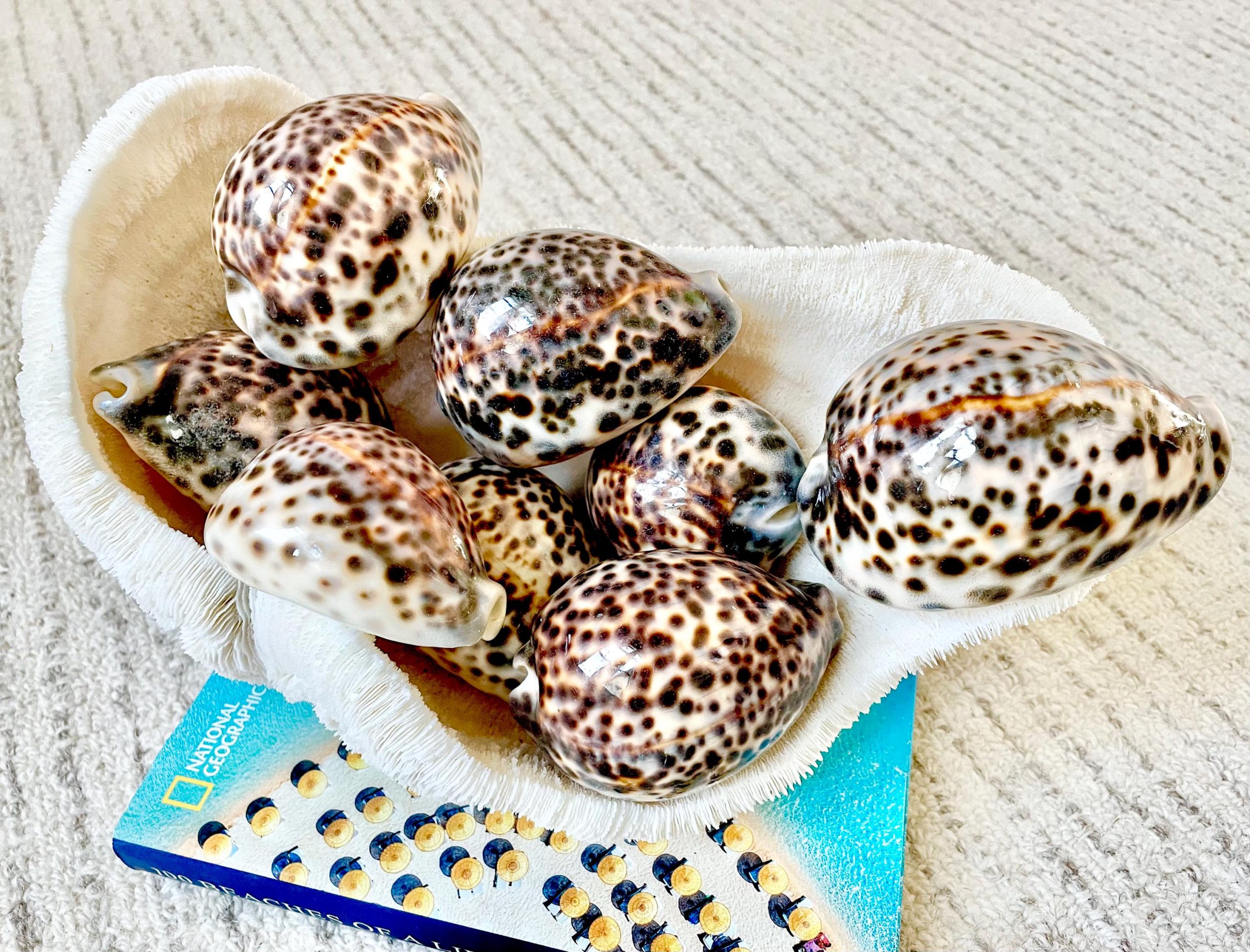 AFRICAN TIGER COWRIE Xl Shell 3-4" Natural Spotted Brown White Orange Display Seashell Cowry - Image 5