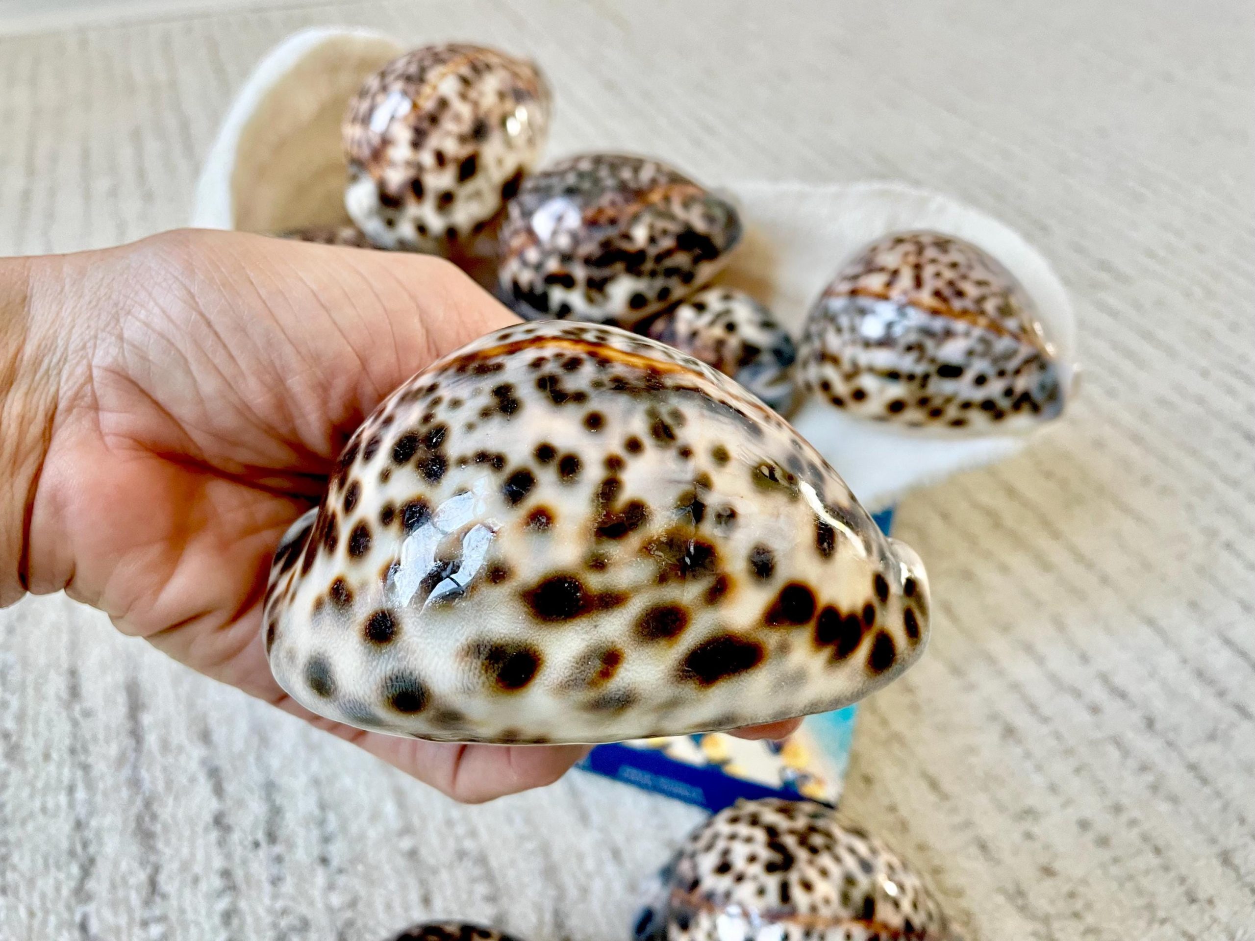 AFRICAN TIGER COWRIE Xl Shell 3-4" Natural Spotted Brown White Orange Display Seashell Cowry - Image 6