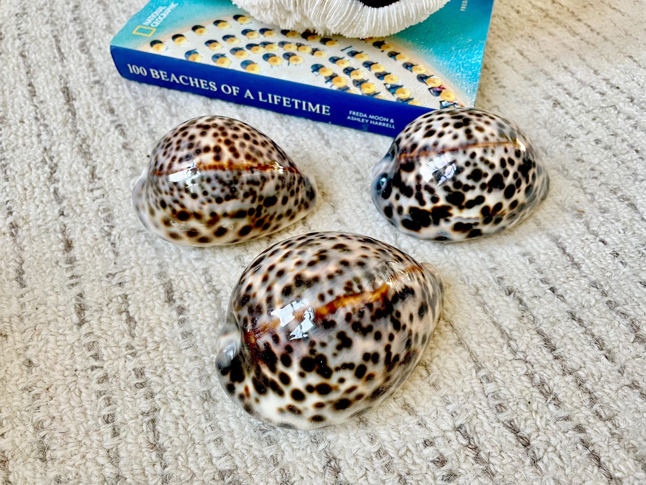AFRICAN TIGER COWRIE Xl Shell 3-4" Natural Spotted Brown White Orange Display Seashell Cowry - Image 2