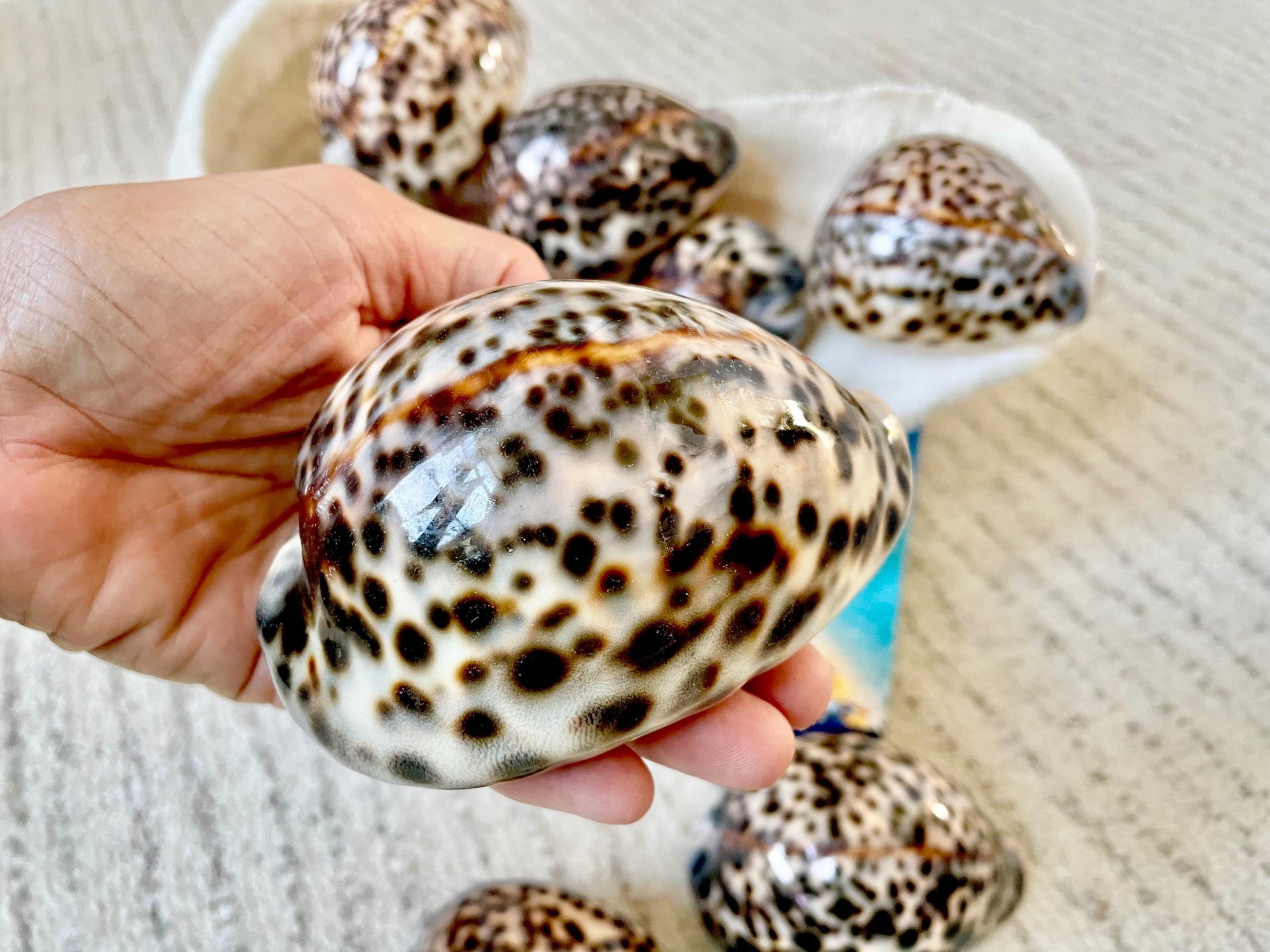 AFRICAN TIGER COWRIE Xl Shell 3-4" Natural Spotted Brown White Orange Display Seashell Cowry - Image 7