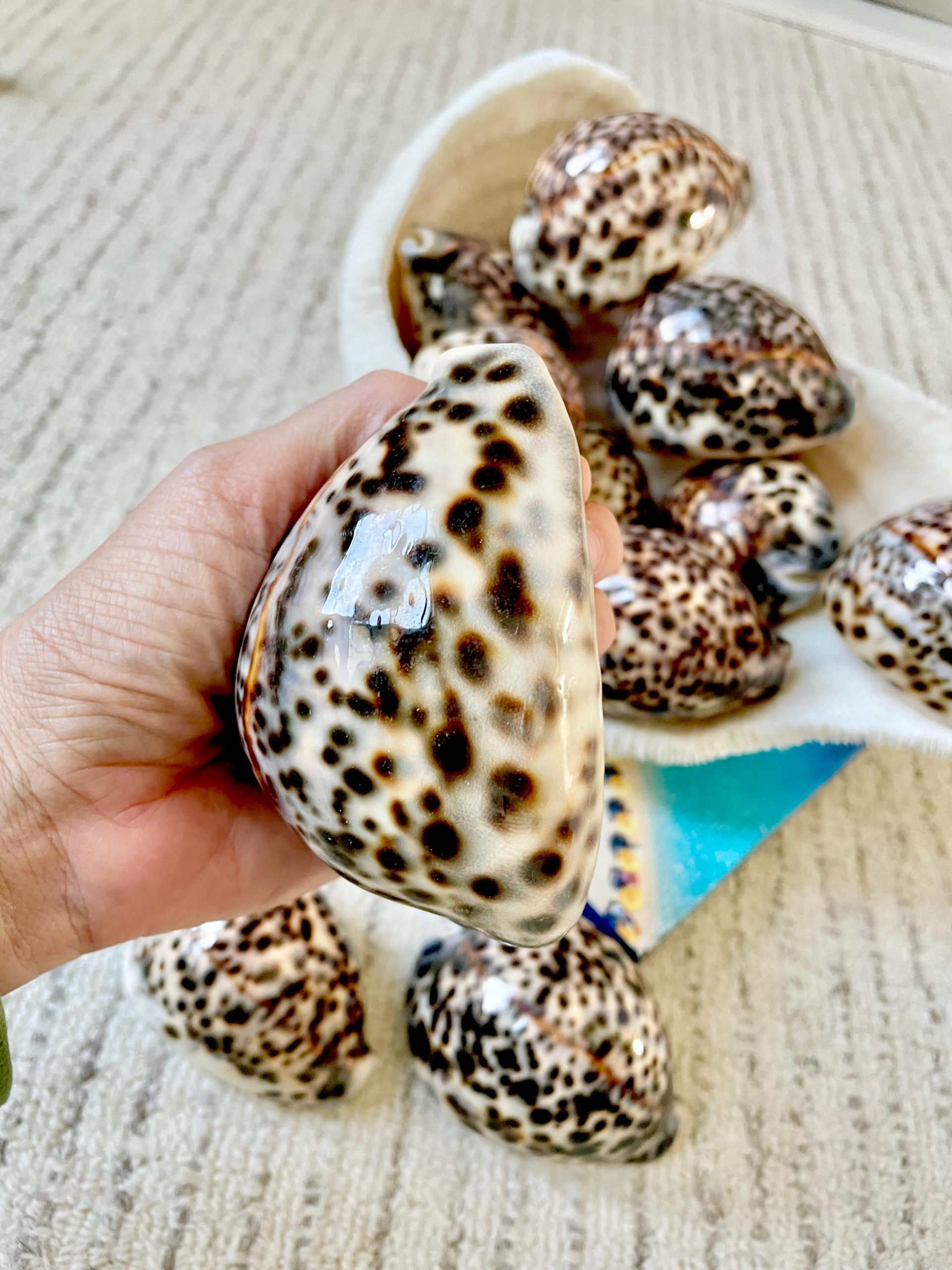 AFRICAN TIGER COWRIE Xl Shell 3-4" Natural Spotted Brown White Orange Display Seashell Cowry - Image 8