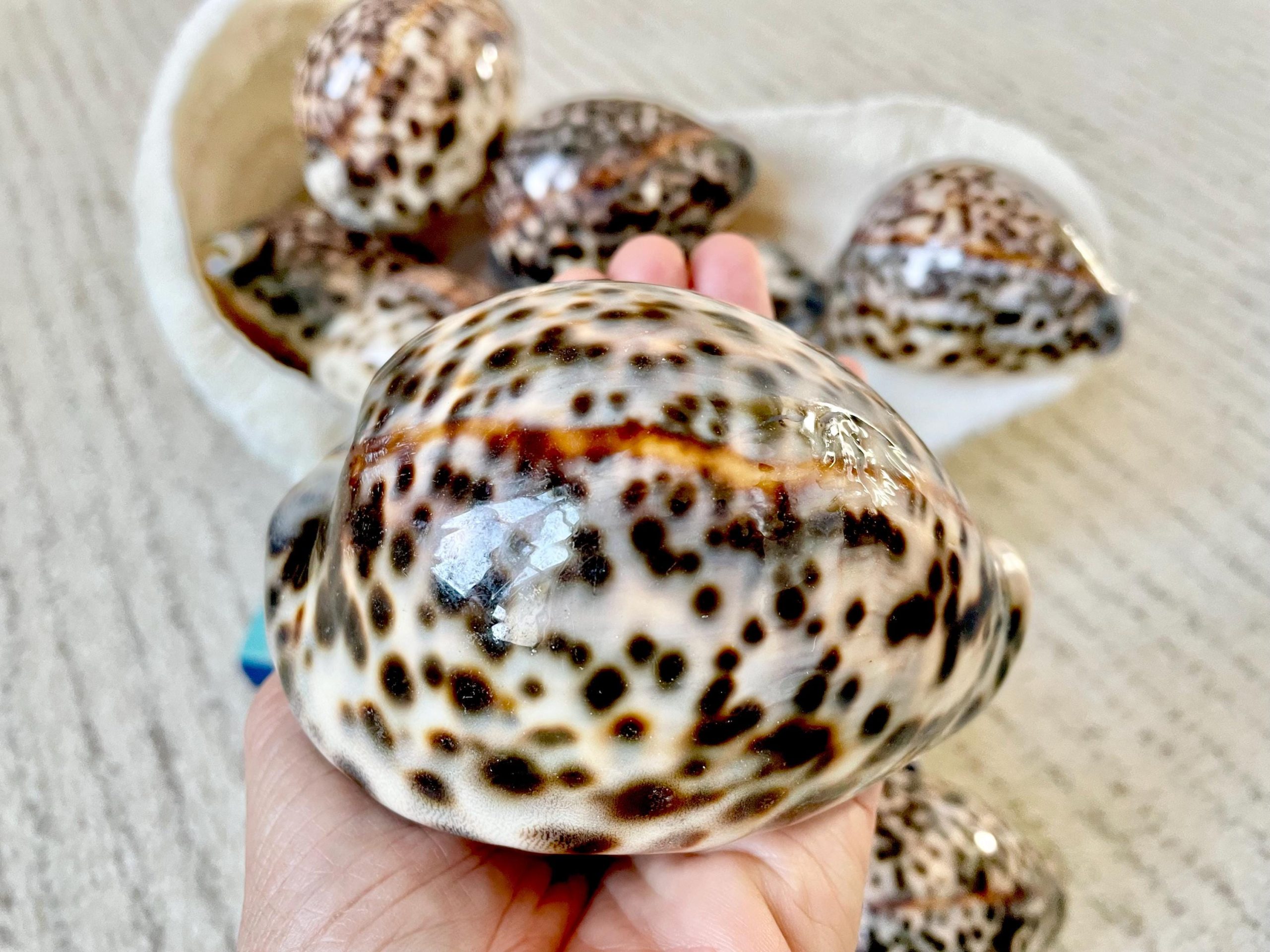 AFRICAN TIGER COWRIE Xl Shell 3-4" Natural Spotted Brown White Orange Display Seashell Cowry - Image 14